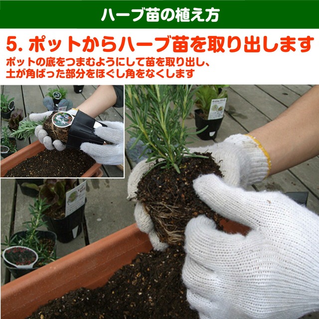 ハーブ 苗 イングリッシュミント ハーブティ ハッカ油 虫除け グリーン 鉢植え 栽培方法 育て方 使い方 選び方 種類 花苗 簡単 プランター 栽培キット ミントグリーン ラベンダー バジル ローズマリー 寄せ植え 野菜 種 春 夏 秋 冬 イングリッシュm ハーブ苗の ハーブ 苗 イングリッシュミント ハーブティ ハッカ油 虫除け グリーン 鉢植え 栽培方法 育て方 使い方 選び方 種類 花苗 簡単 プランター 栽培キット ミントグリーン ラベンダー バジル ローズマリー 寄せ植え 野菜 種 春 夏 秋 冬 イングリッシュm ハーブ苗の
