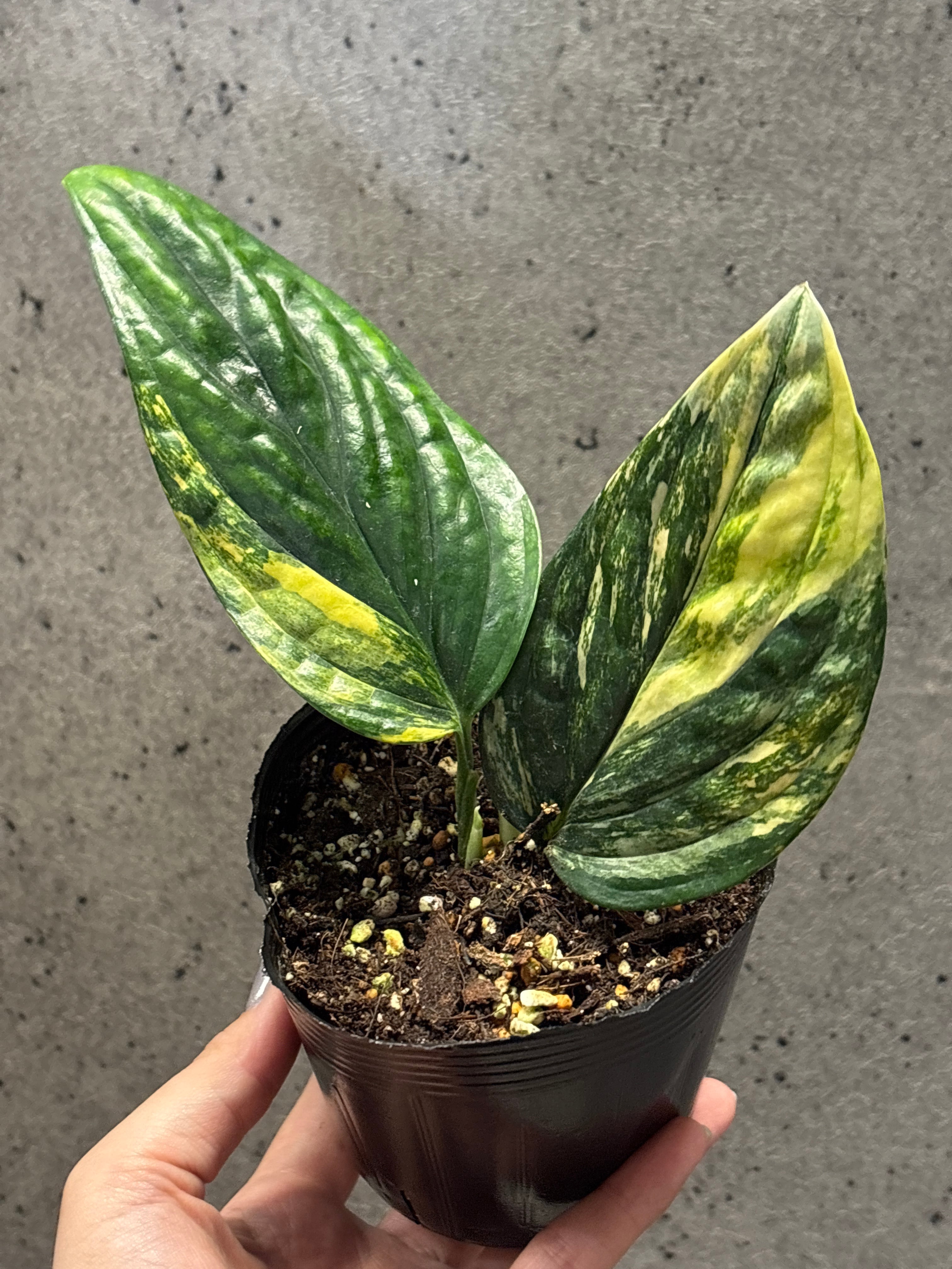 C モンステラ バールマルクスフレーム | MIDORIYA 観葉植物専門店
