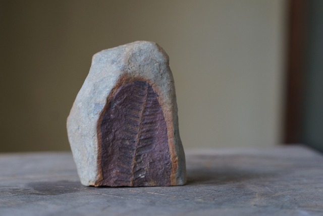 シダ種子類 化石  Fern Fossil Pecopteris miltoni 