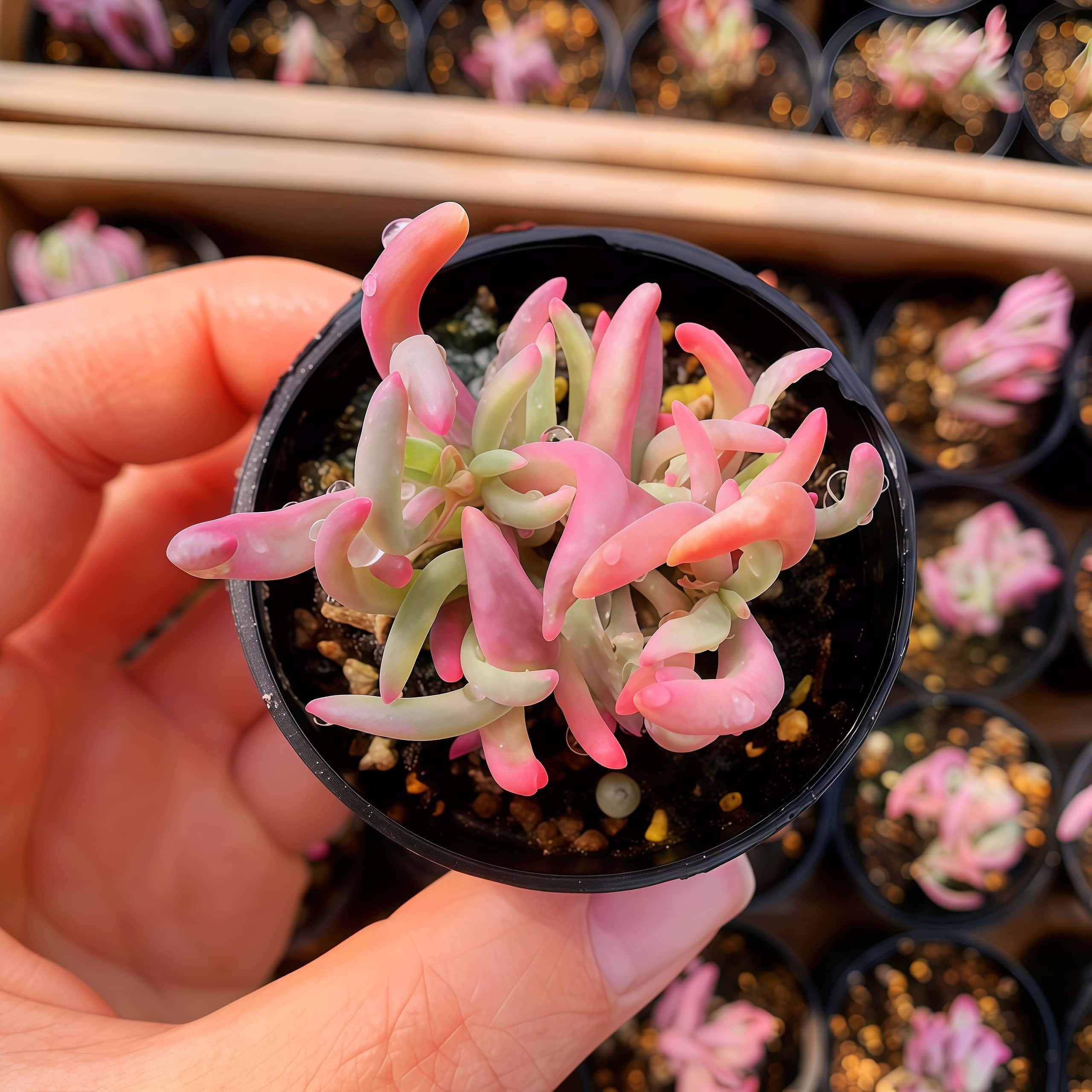 農園直売 多肉植物 寄せ植え エケベリア属 洛神（群）新品種 観葉植物