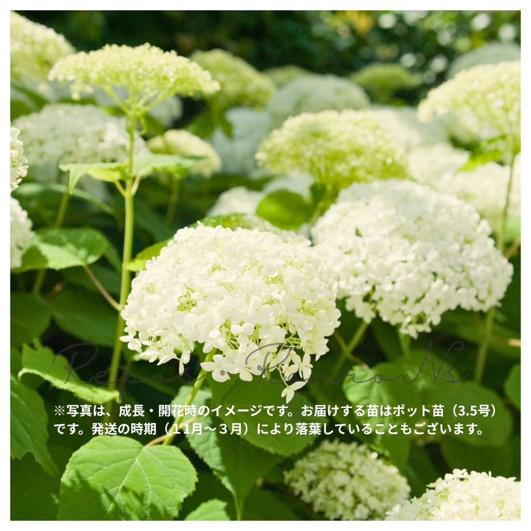 アジサイ:アナベル・フラワーフル (3.5号)2025年新品種! アナベル ハイドランジアアジサイ 苗木 鉢植え 地植え 母の日 ギフト 落葉樹