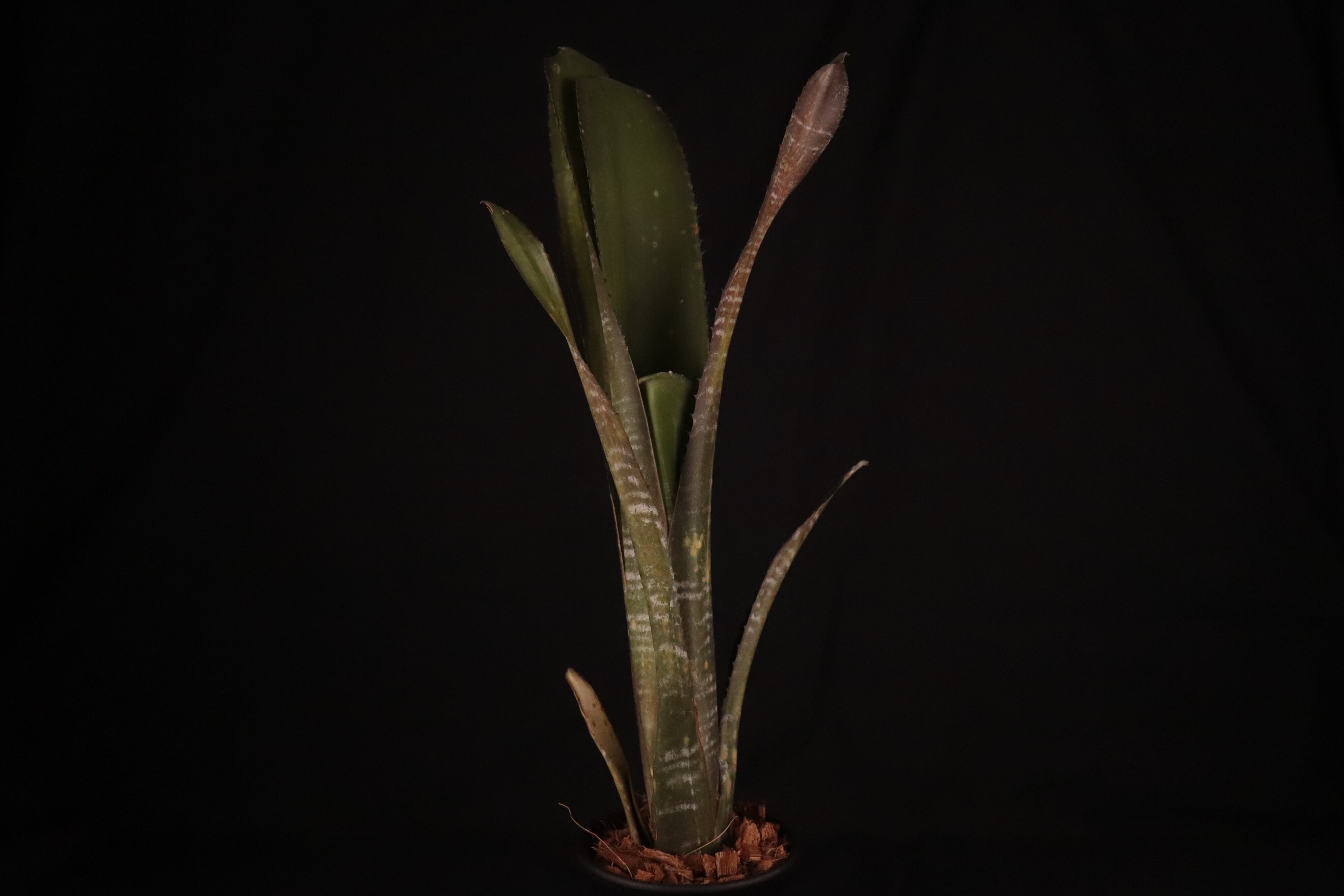 送料無料】Billbergia 'YouTube'〔ビルベルギア〕現品発送B0115