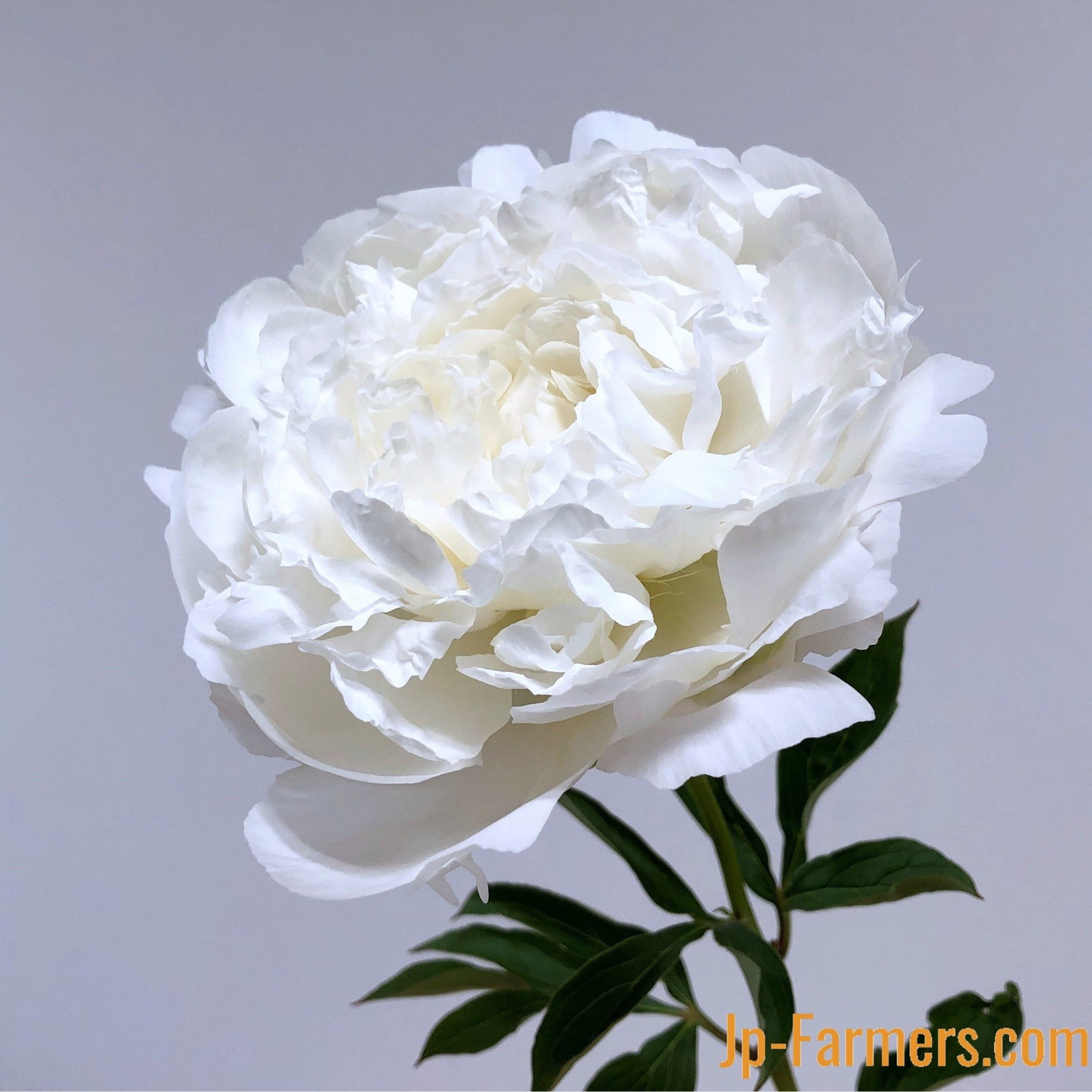 Ja北魚沼農協の芍薬 白雪姫 大輪 10本 Jp Farmers Com Ja北魚沼農協の芍薬 白雪姫 大輪 10本 Jp Farmers Com