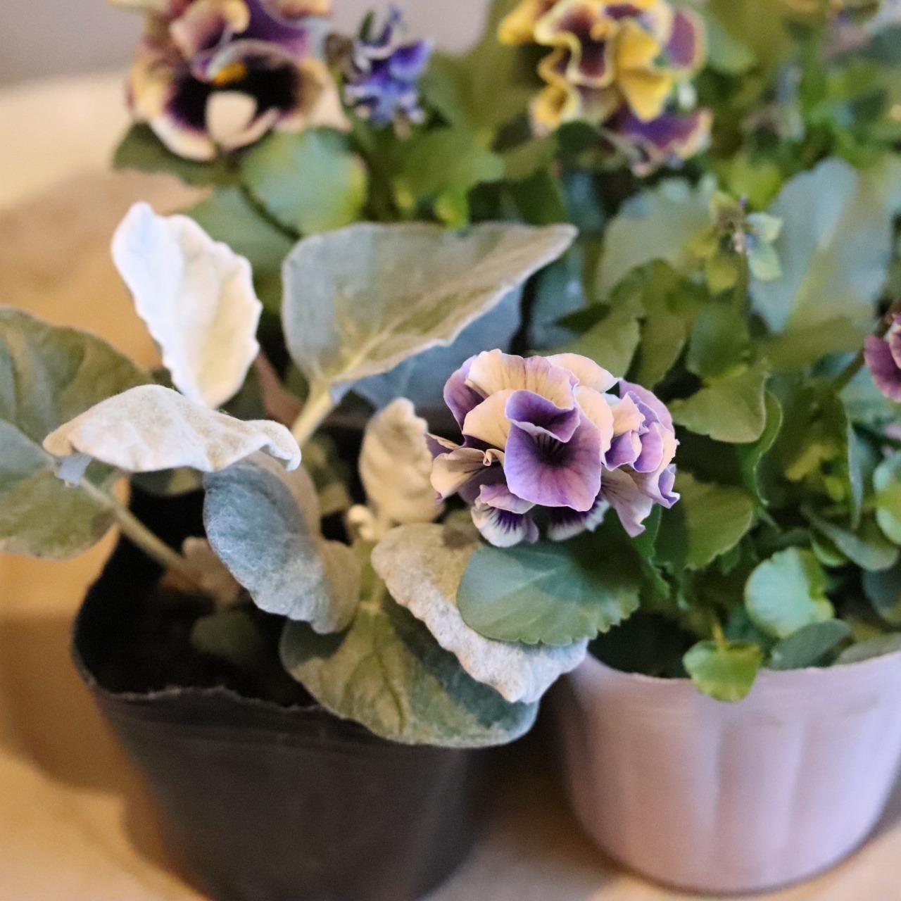 シロタエギク　丸葉　２つに分かれる　寄せ植えに最適