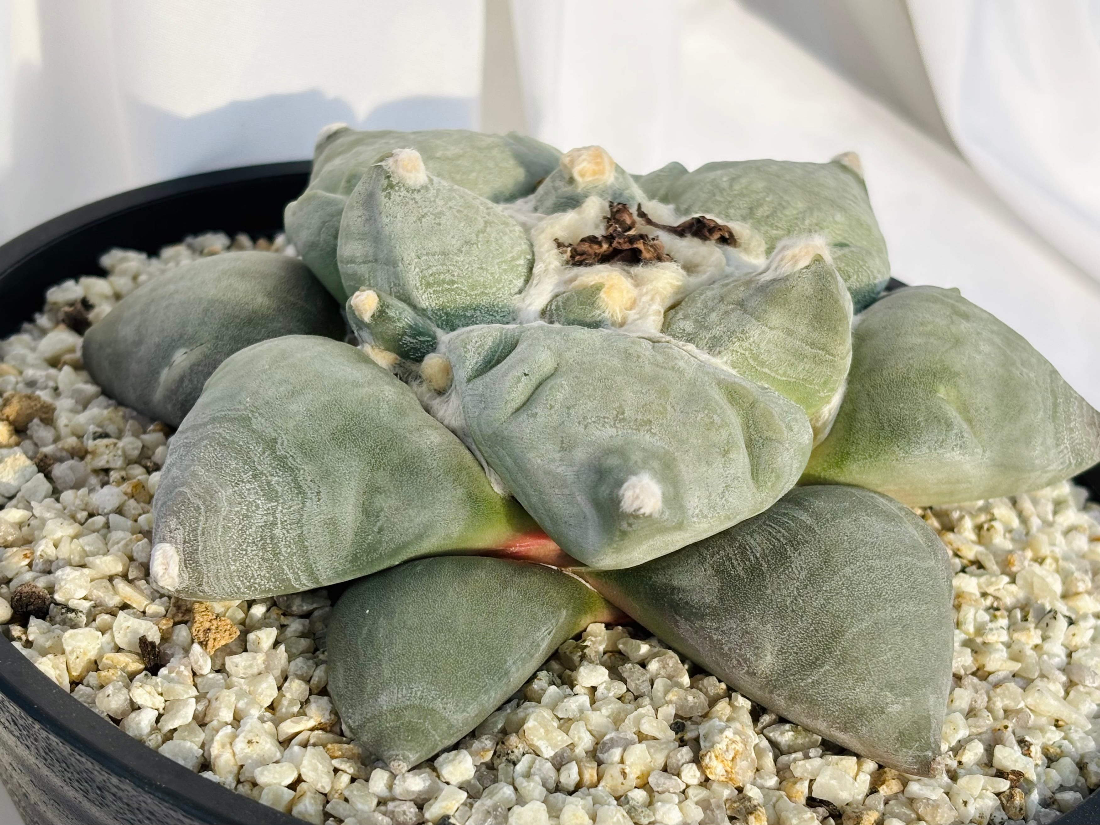 Ariocarpus furfuraceus f. アリオカルプス 大蓮葵×大疣青磁牡丹