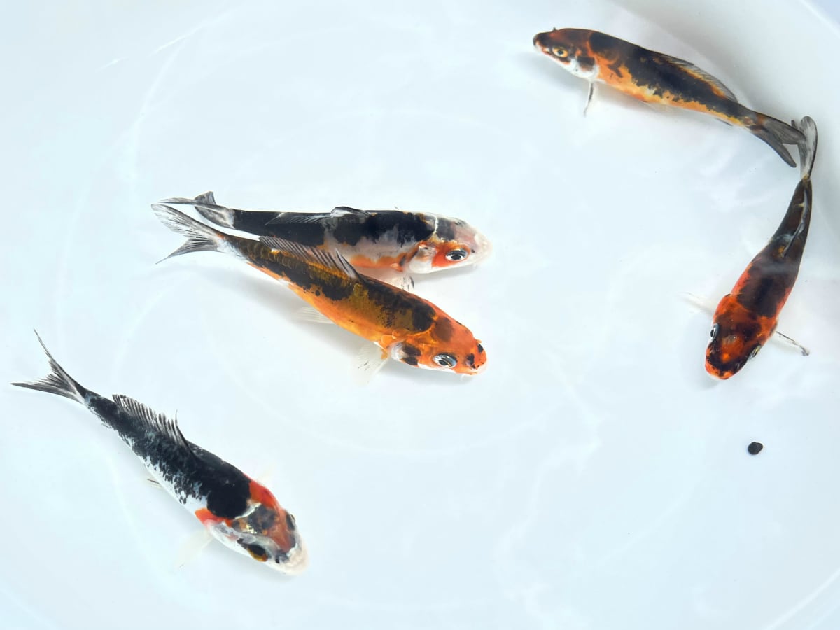 錦鯉）プラチナ（1匹）【生体】 | 川村淡水魚販売（本店） 川魚・錦鯉