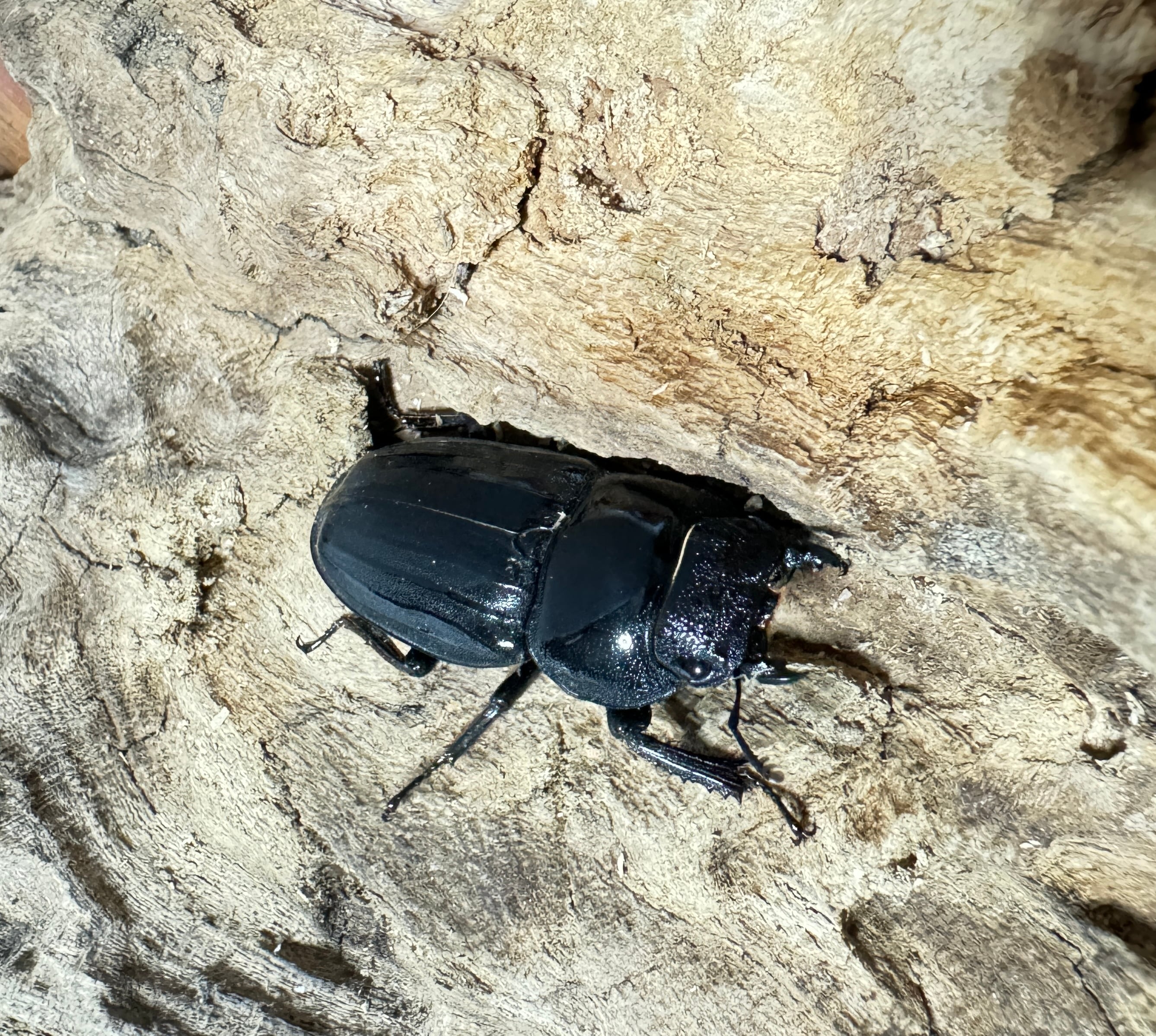 SALE【超特大】アマミヒラタクワガタ ペア 【採集禁止】WF | KUWAGATA