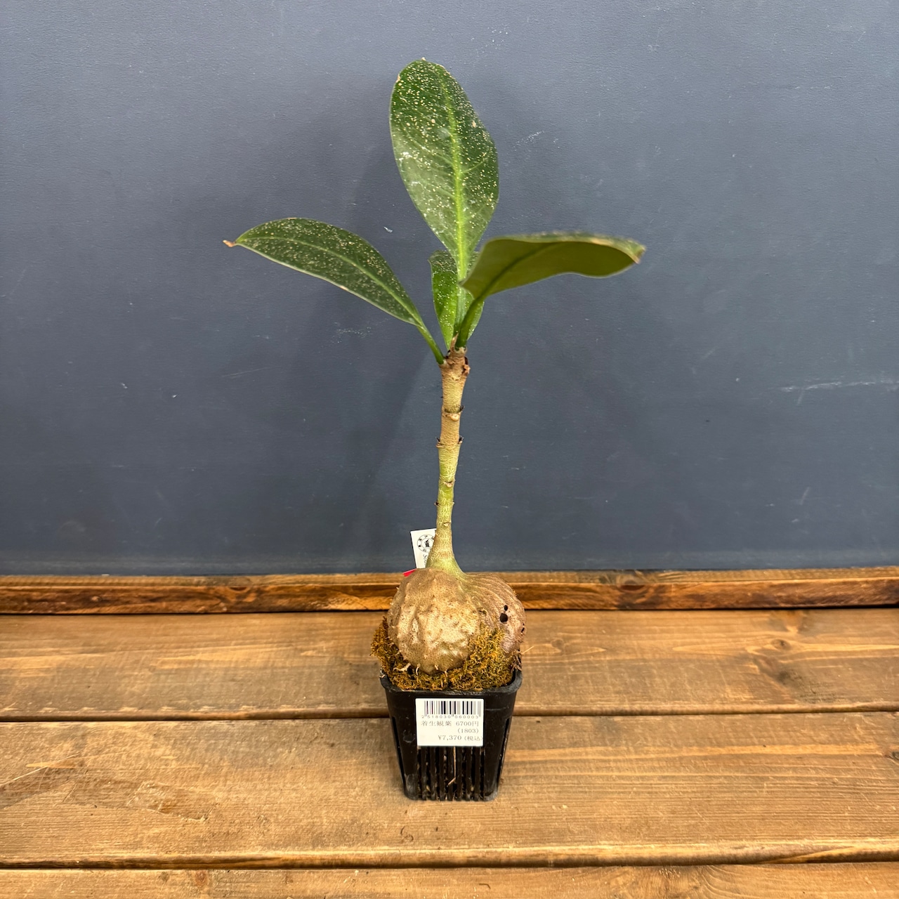 【クリアランス】ミルメコディア tuberosa 'pulvinata'【354】