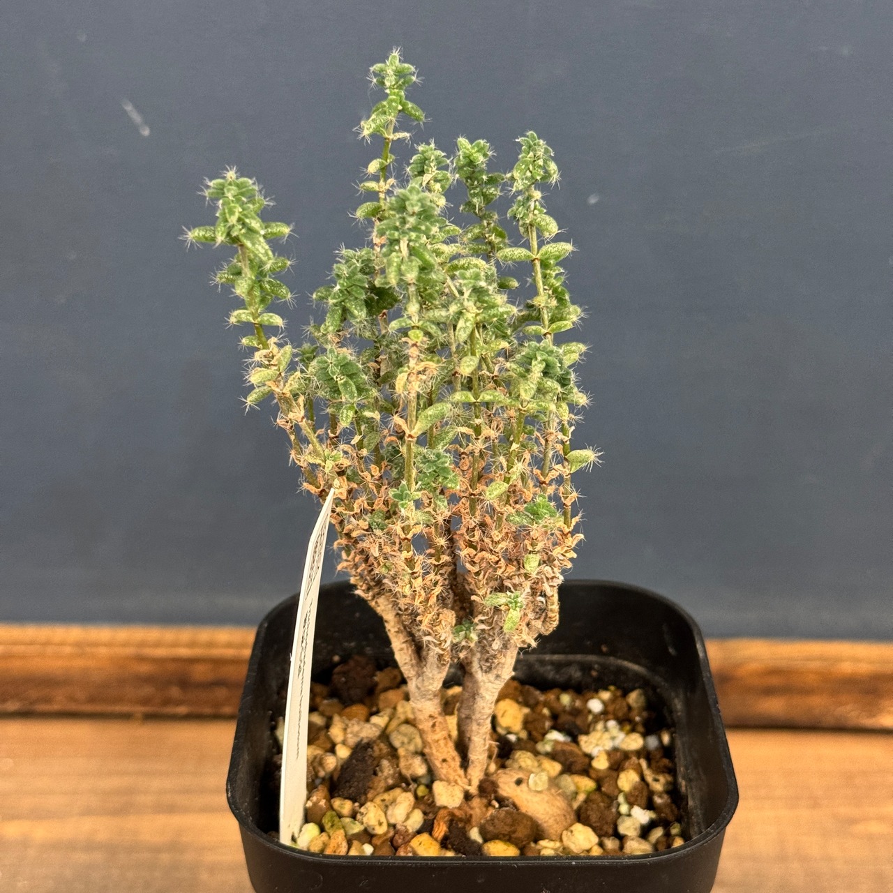 トリコディアデマ ブルボスム 姫紅小松【221】