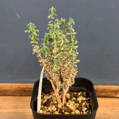 トリコディアデマ ブルボスム 姫紅小松【221】