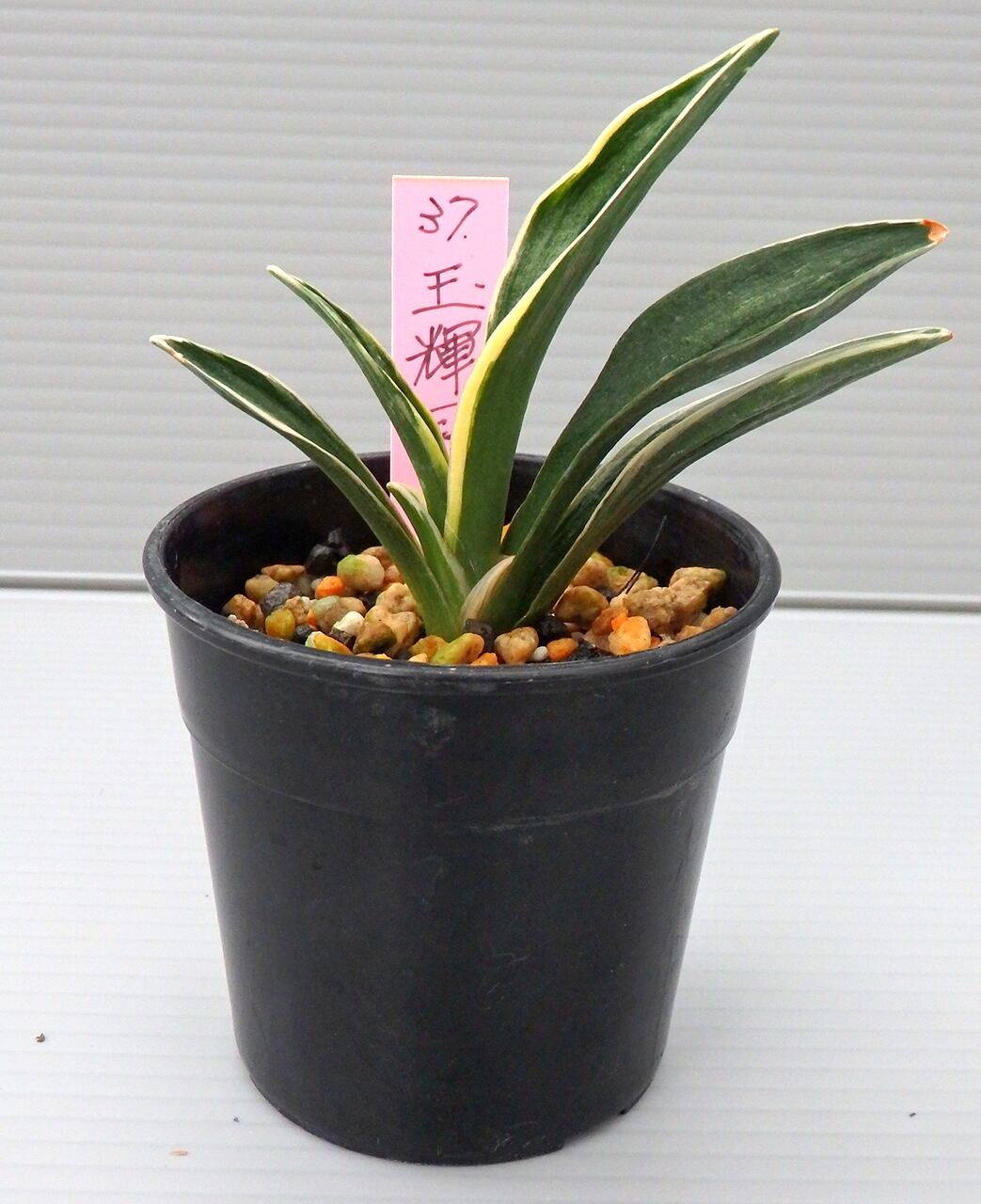 万年青　玉輝冠 万年青「玉輝冠」 no. 25 | 森巣鬱林堂 / Morynos Utsurindo