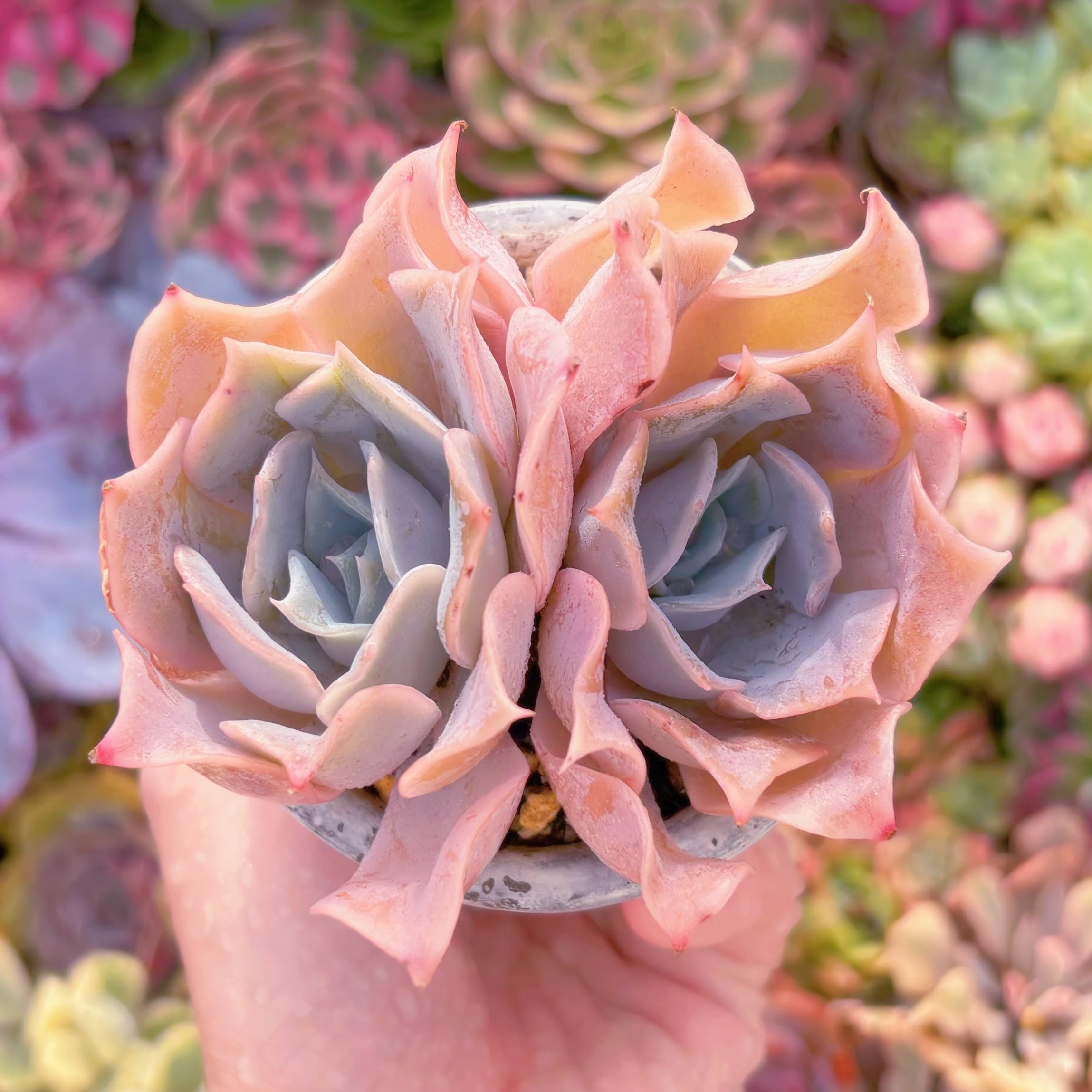 現品　クジラ#A062　るる農園