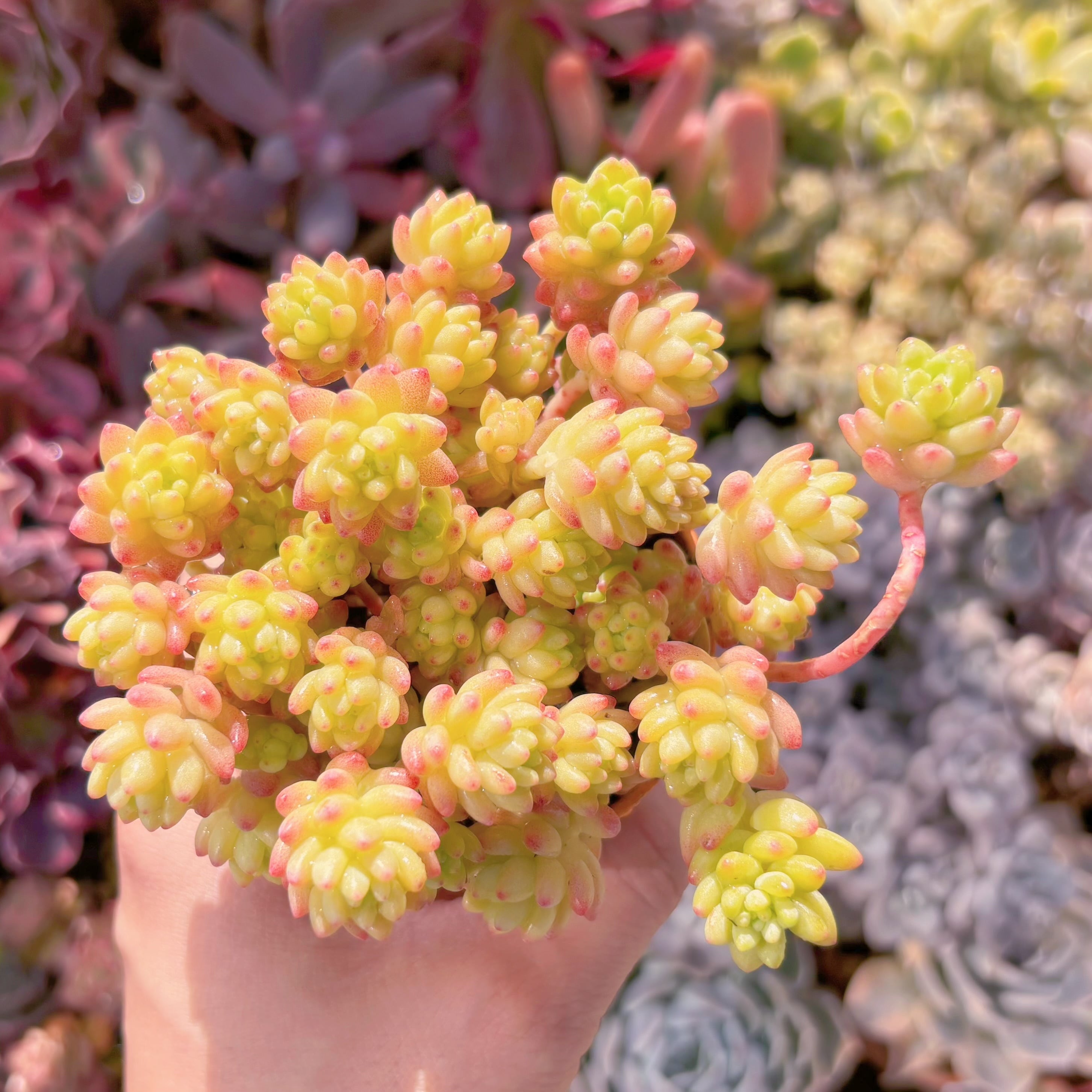 多肉植物　Flower Group Variegata(22頭)　新入荷　るる農園