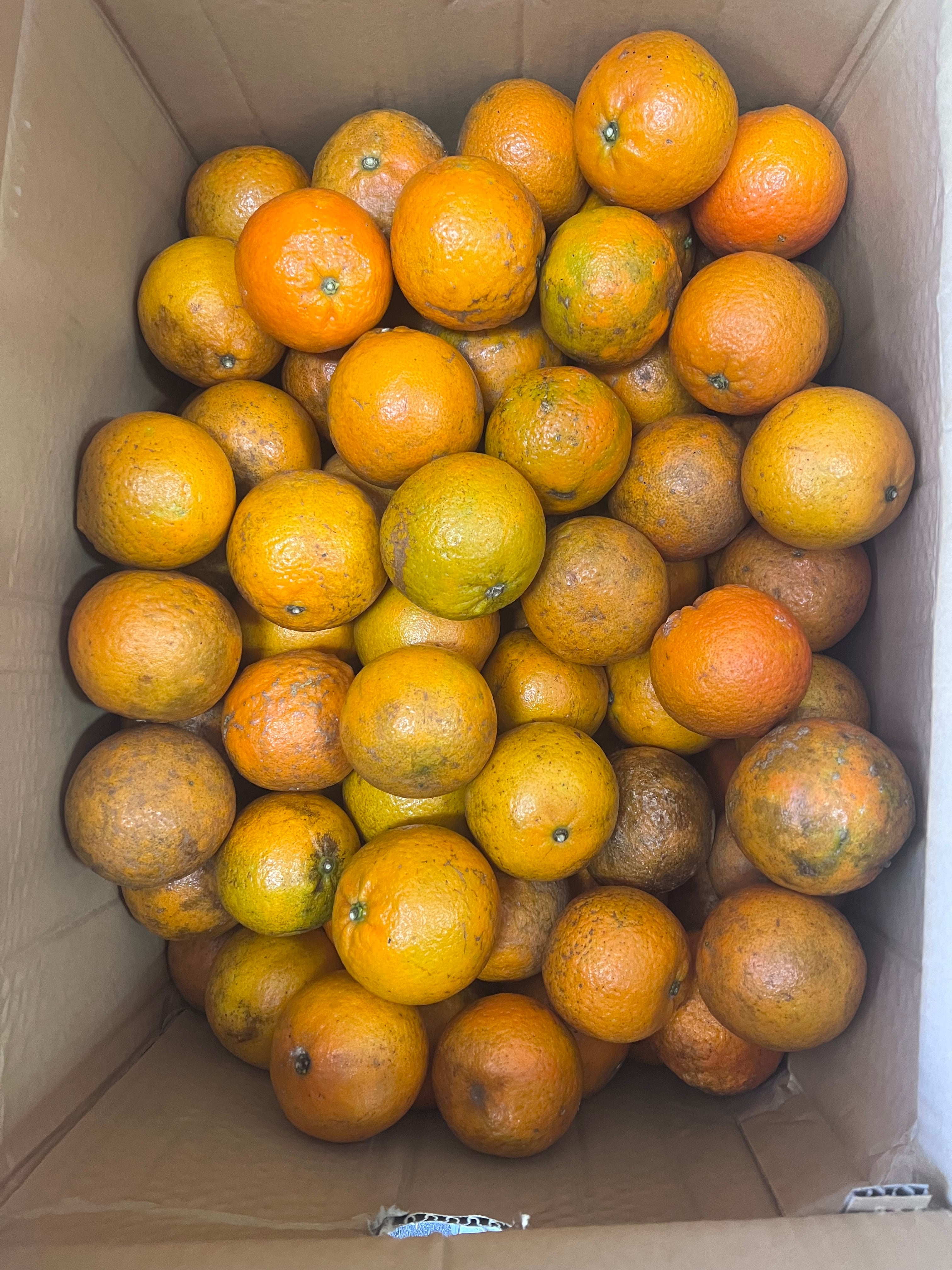 新鮮ヒカマ・Củ đậu - Vietnam Jikama 1kg | Pay ID