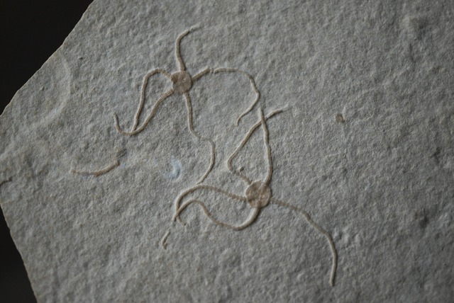 ドイツ産クモヒトデ化石 Sinosura kelheimense 1421