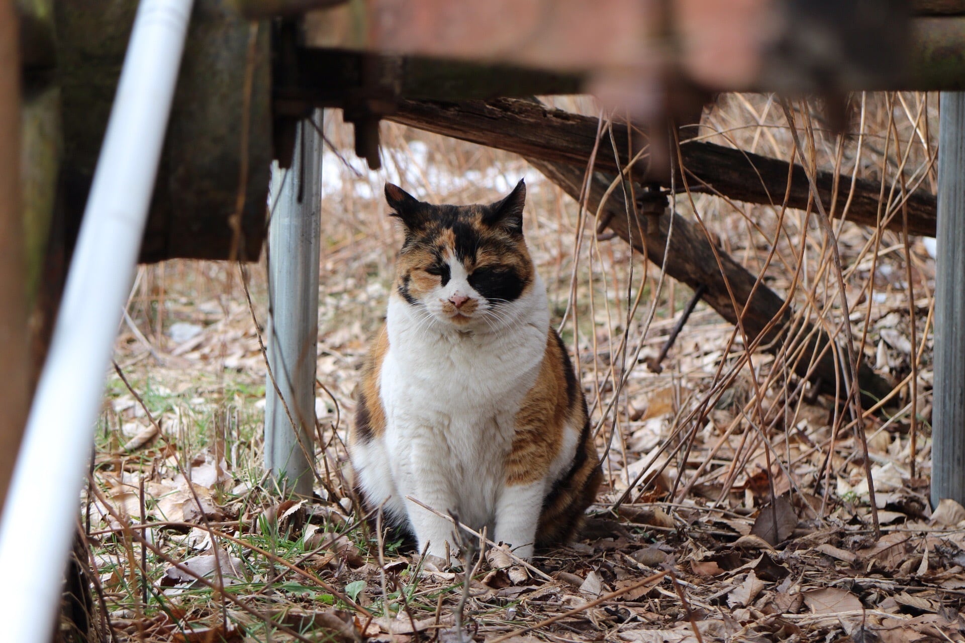 ポメチー Mame Kurogouchi(マメ)の通販 - Seltie セルティ