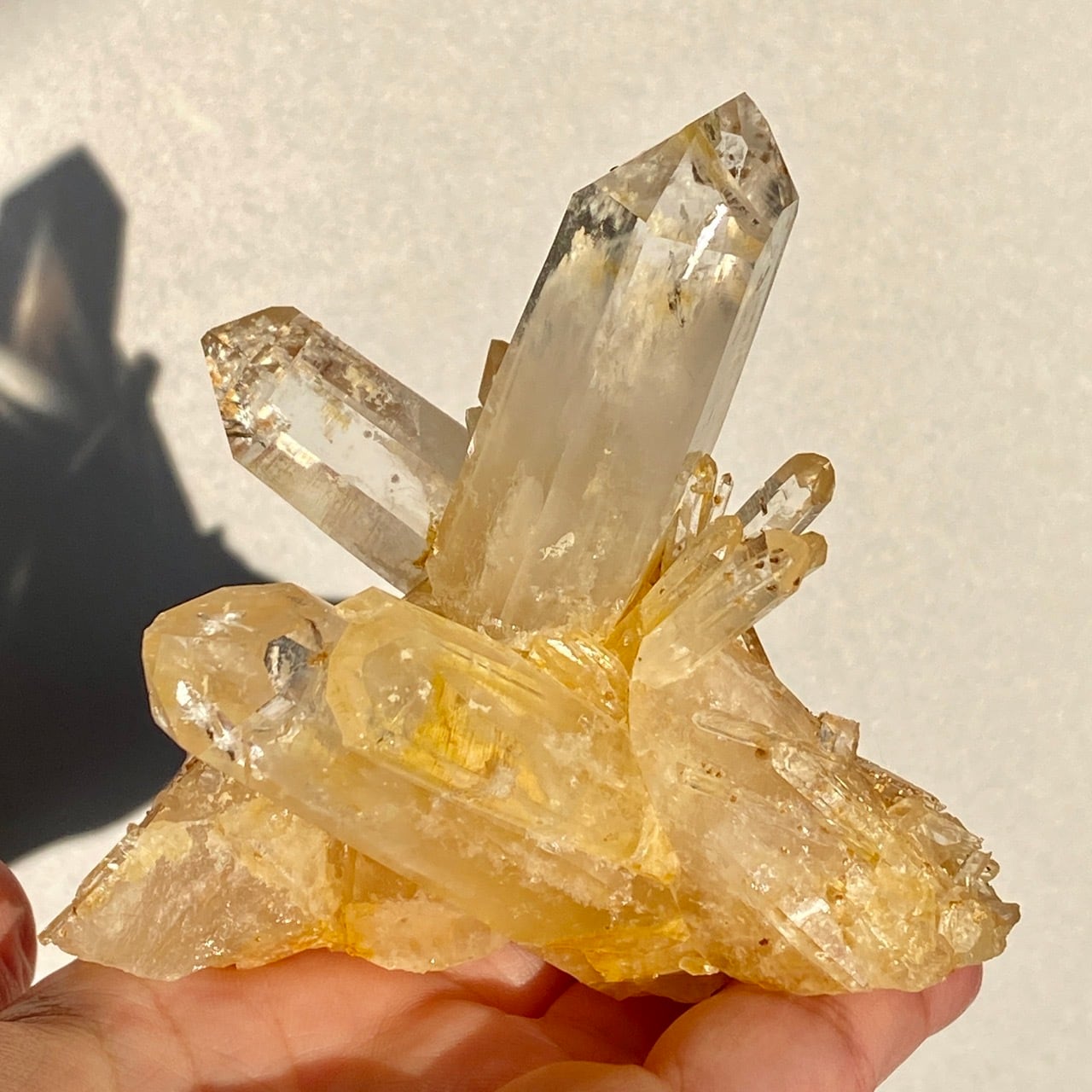 コロンビア産 ゴールデンヒーラーポイント01 ゴールデンヒーラー