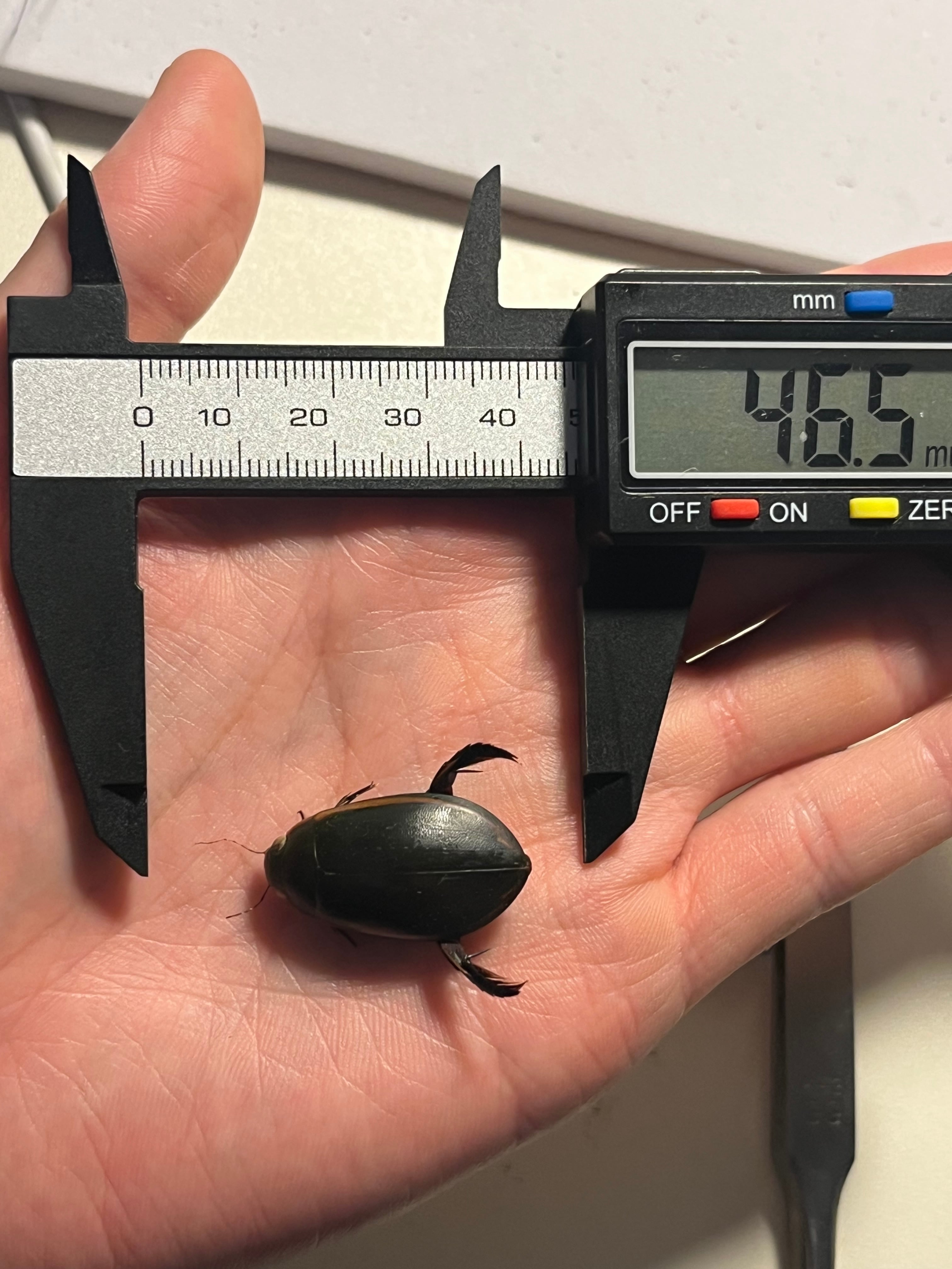 源五郎標本】国内種の販売が違法になってしまったゲンゴロウ タガメ
