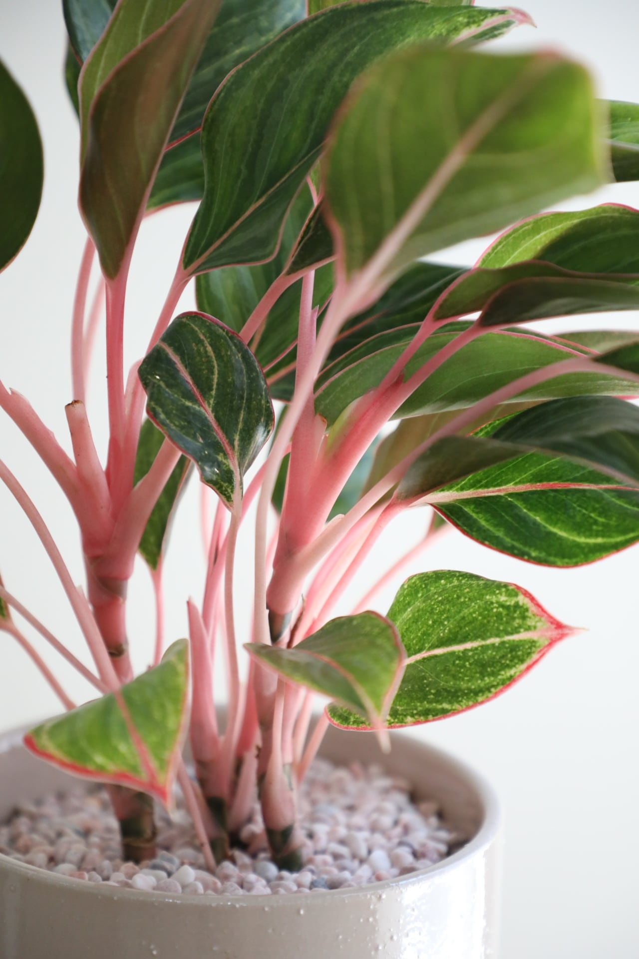 アグラオネマ M】【希少】アグラオネマ モンコンファイ/Aglaonema | 【厳選植物・器