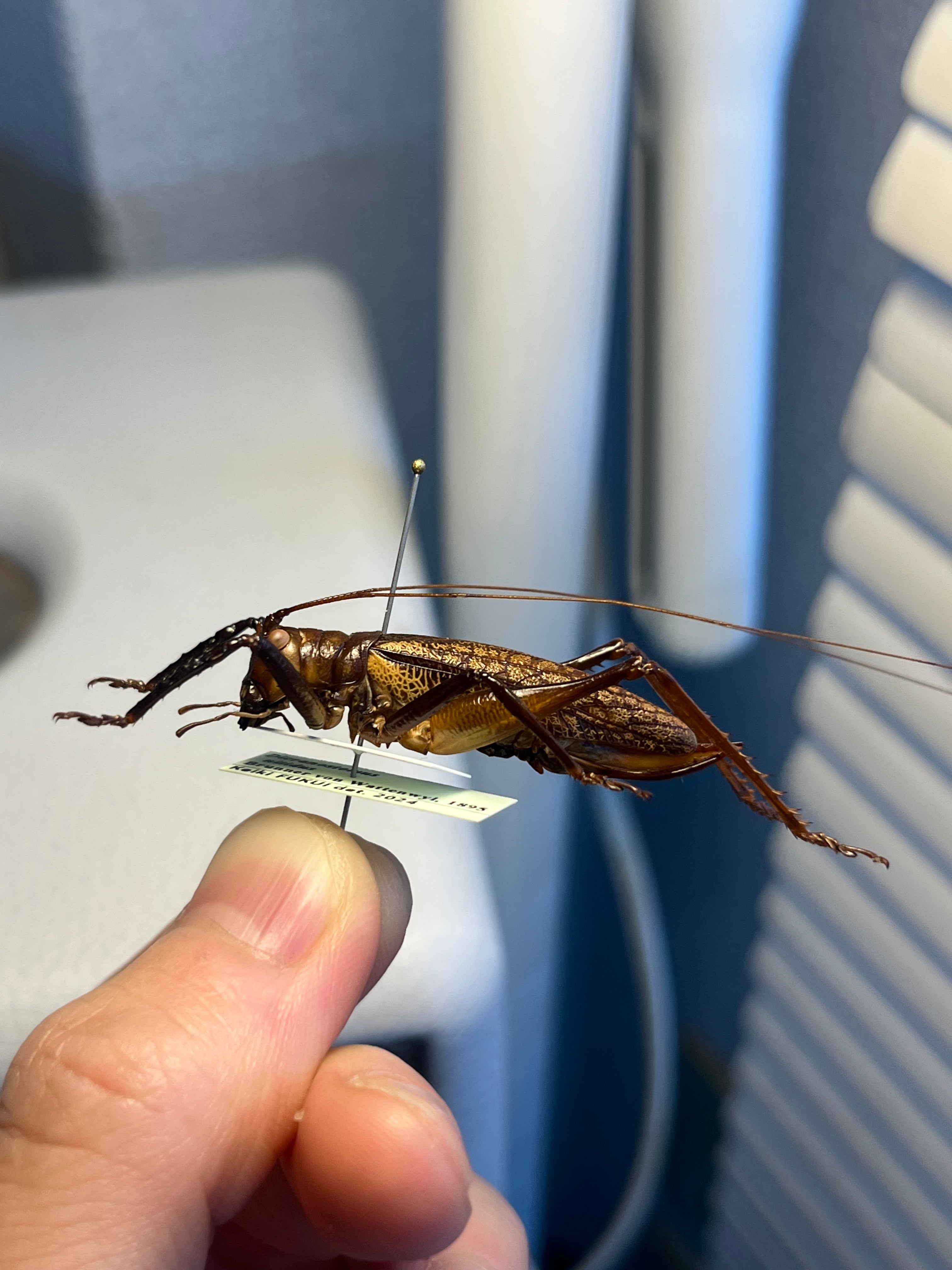 極美展足】クワガタキリギリス 化け物キリギリス 昆虫標本 ウェタ