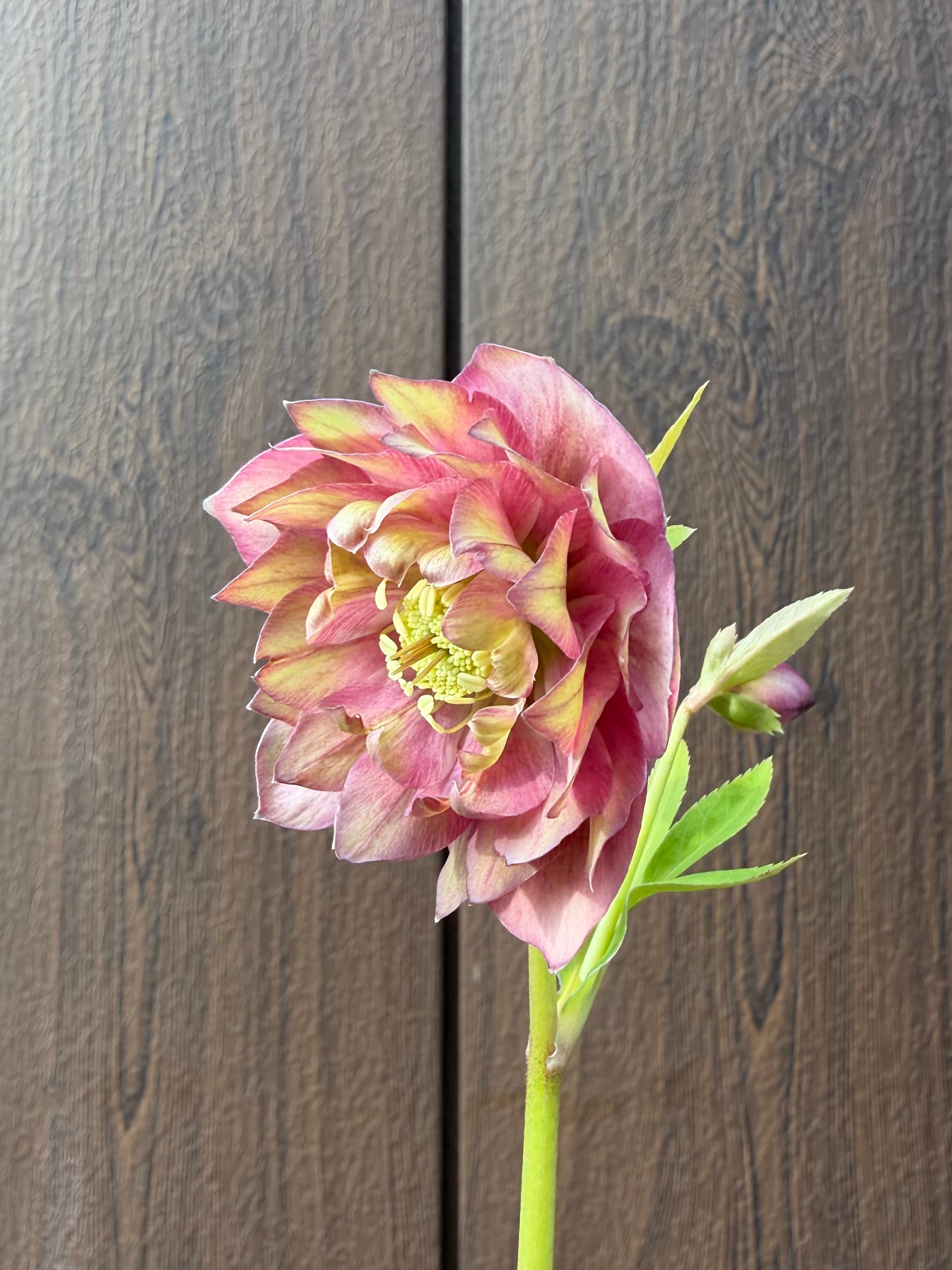 あしかがフラワーパーク