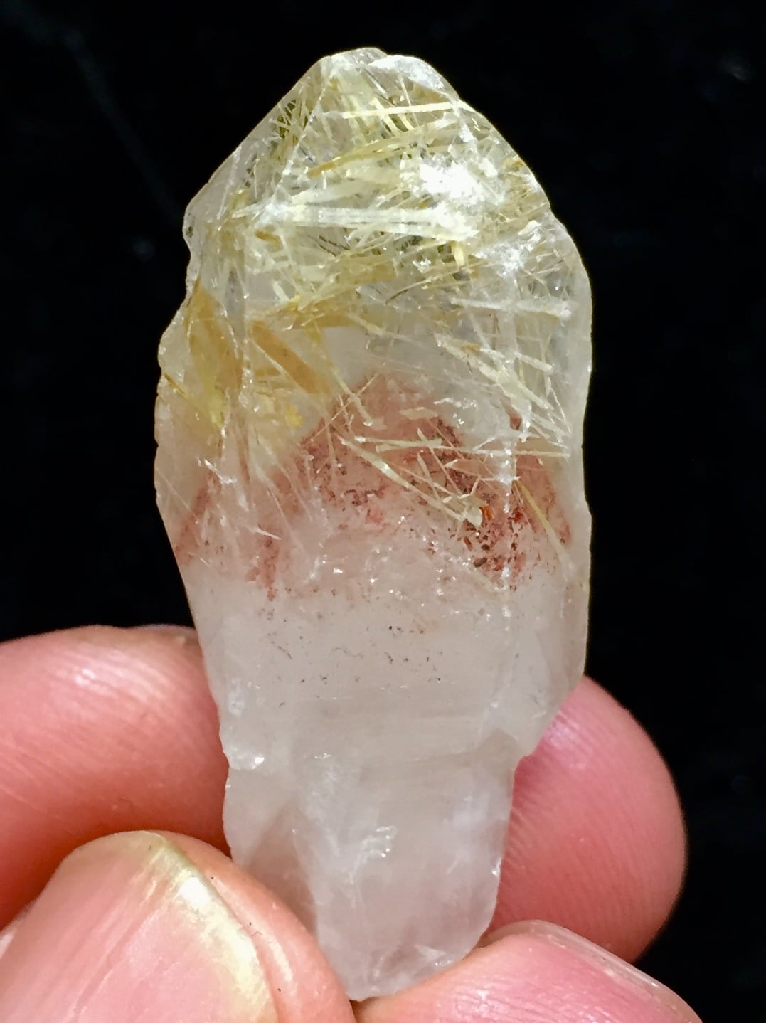 2) 超希少!突然変異「ナイジェリア・ドリーム」