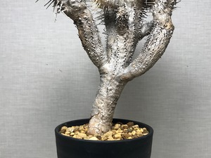 ユーフォルビア ギラウミニアナ