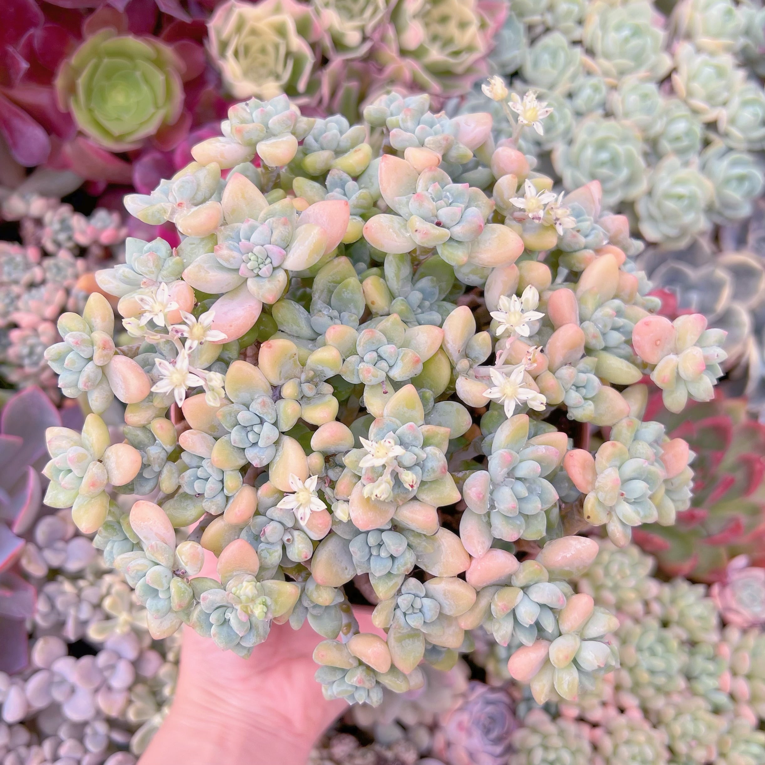 現品　ホワイトケーキ#F054　特大群生　るる農園