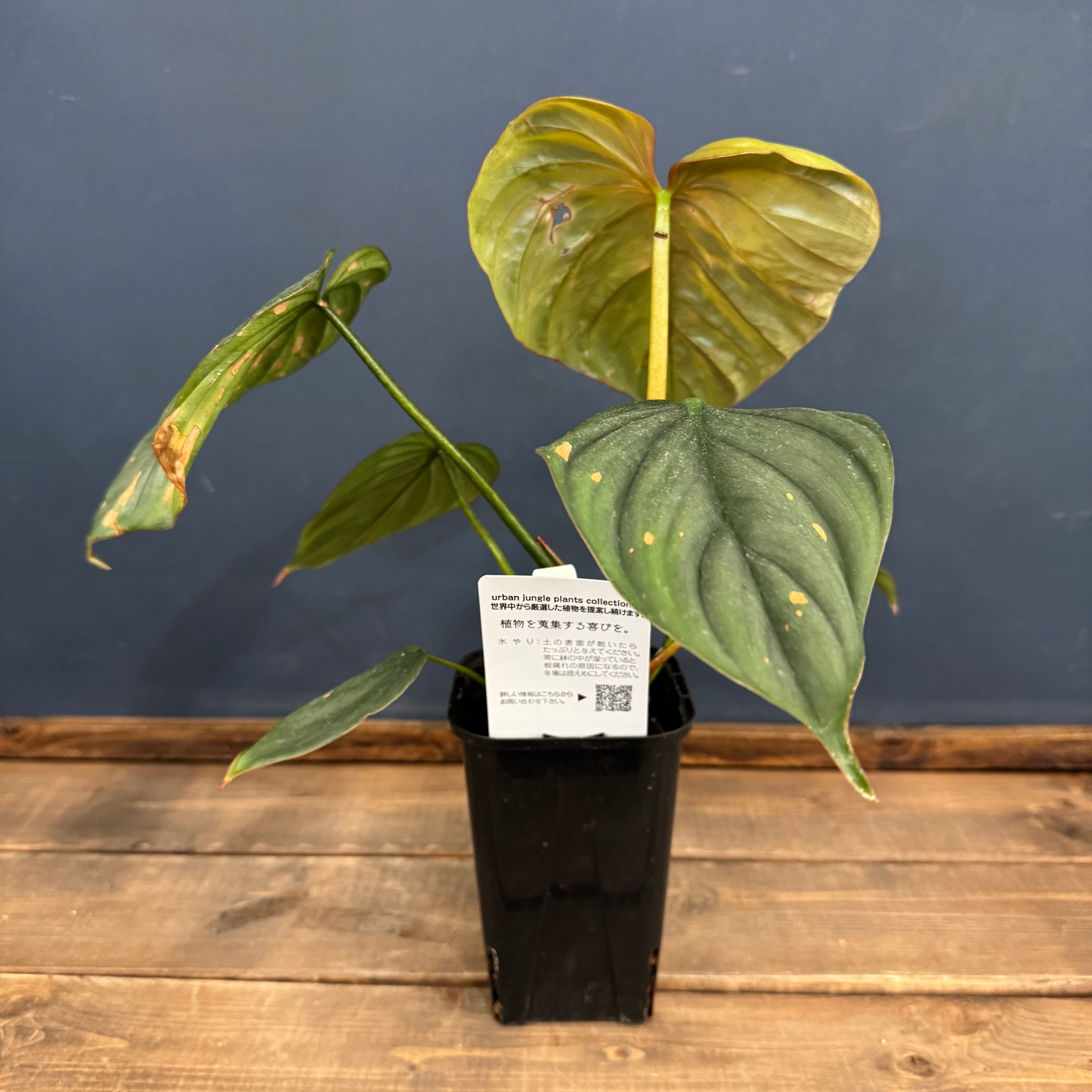 フィロデンドロン フィロデンドロン エルチョコレッド / Philodendron 