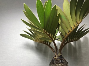 ザミア フルフラケア