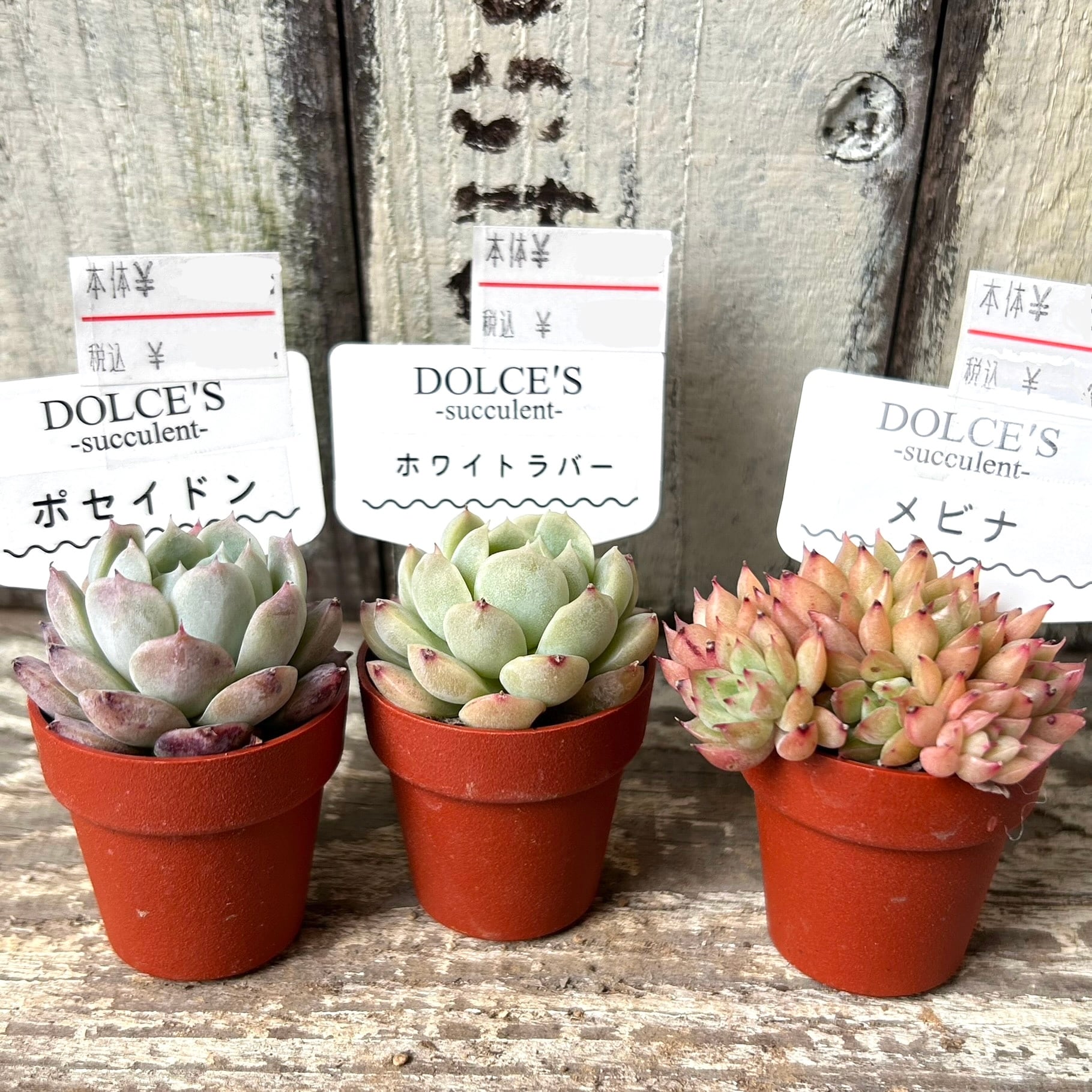 ポセイドン・ホワイトラバー・メビナ | RuPo 多肉植物専門店