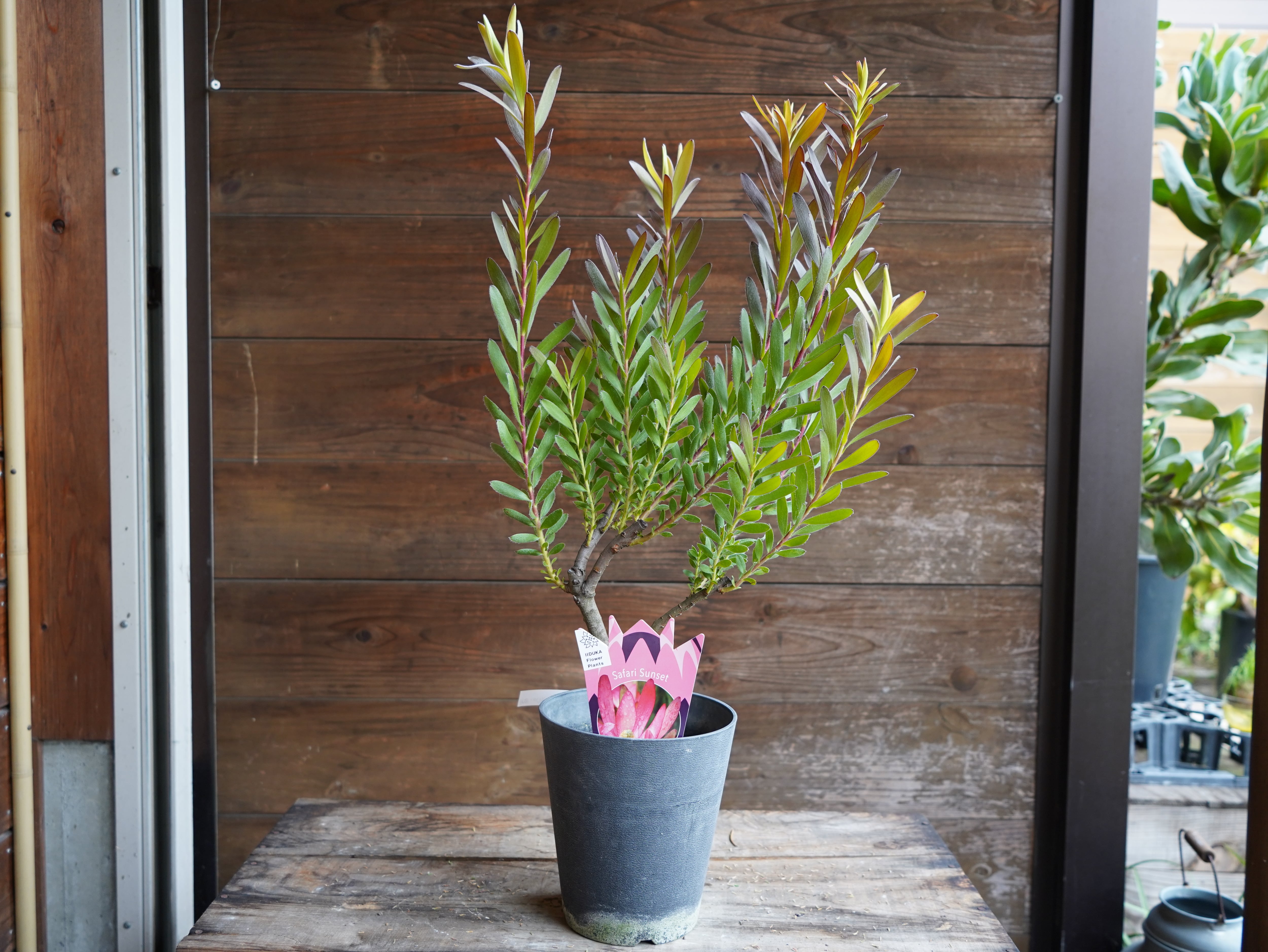 【現物】リューカデンドロン　”Safari Sunset”