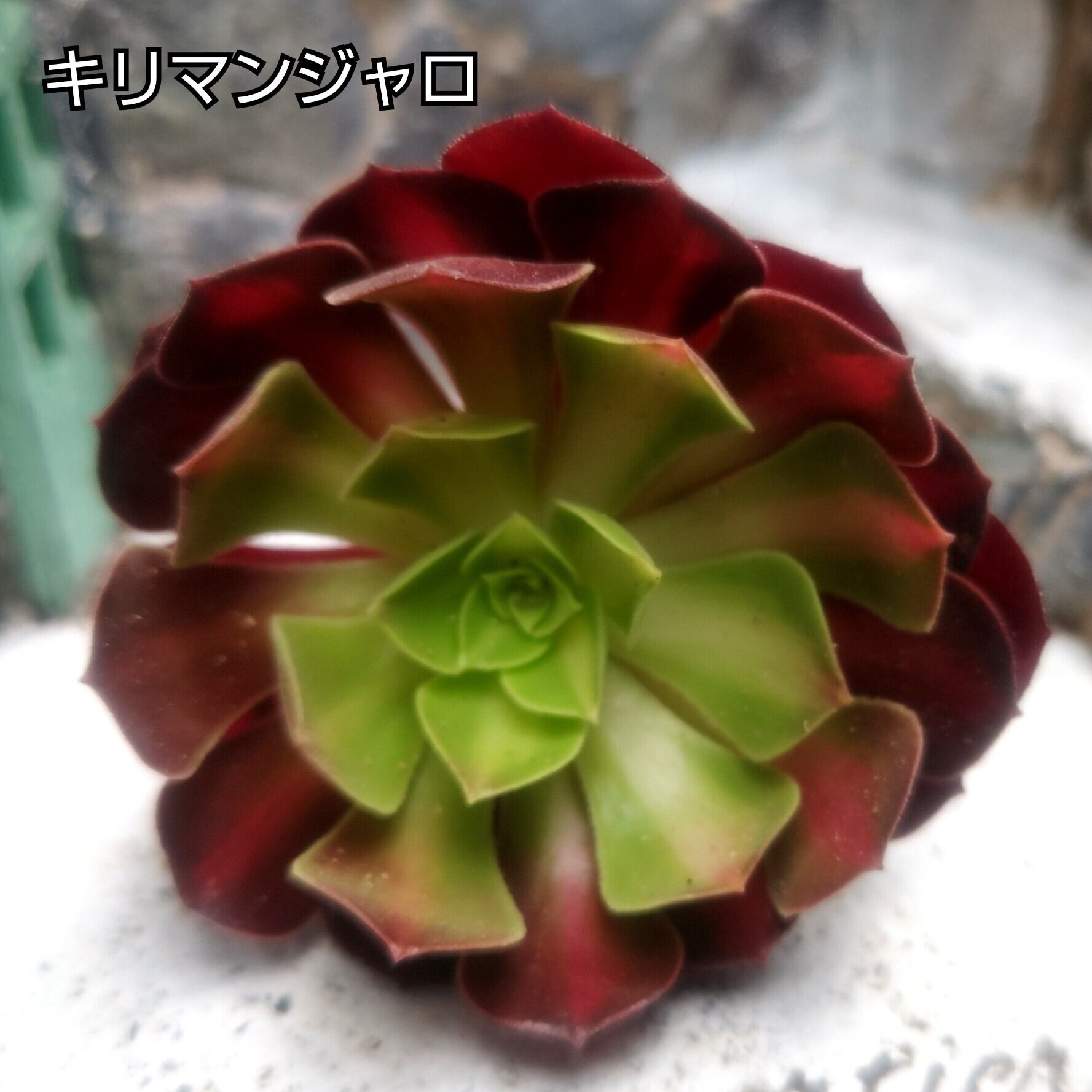 ☆ 鶴仙園×amane 渋谷英一 鉢Opus- 001 ver.Large☆ 【公式通販】