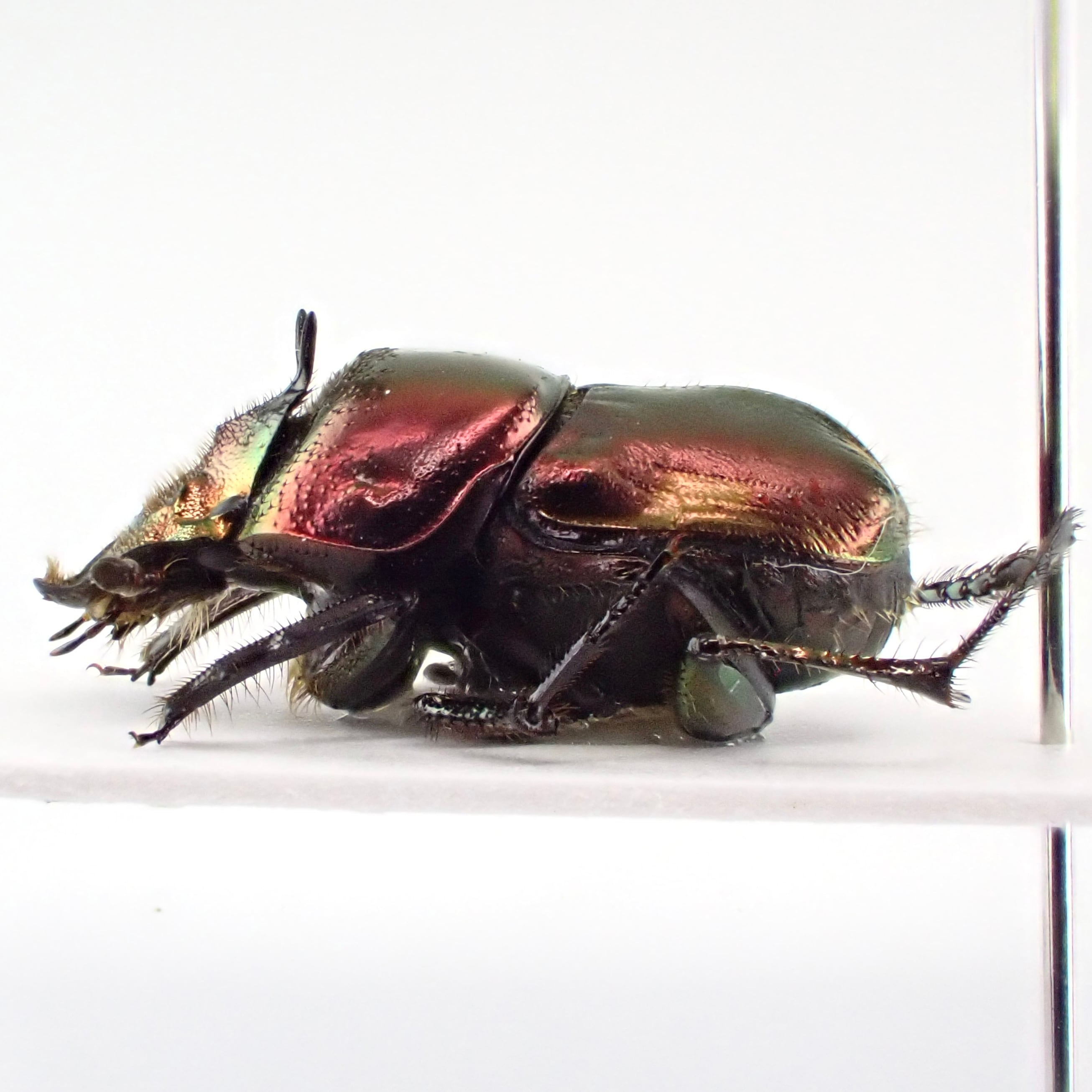 ケニア産 Phalops aurifrons ♂ 11mm 赤 | 昆虫標本 Diggers ケニア産 Phalops aurifrons ♂ 11mm 赤 | 昆虫標本 Diggers