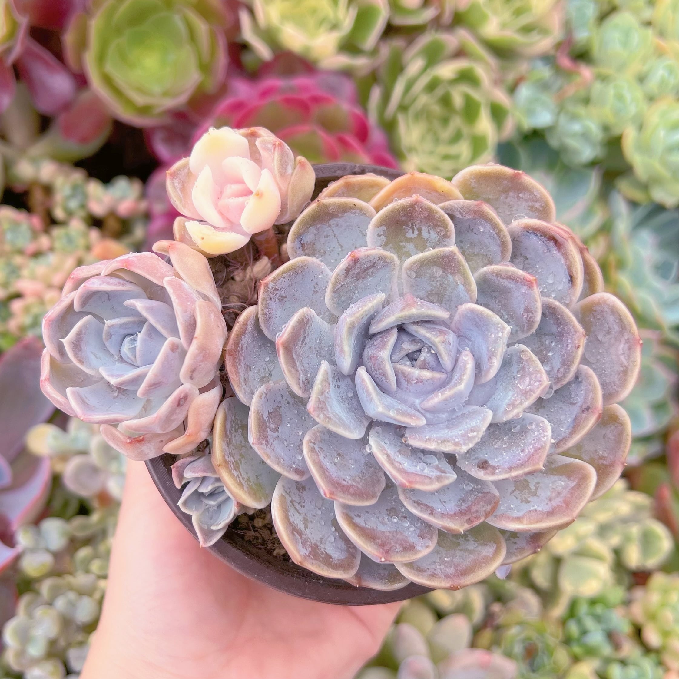 現品　Tynie Burger#690　群生　るる農園