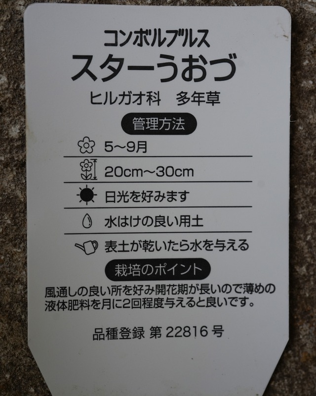 コンボルブルス　スターウオヅ　3号