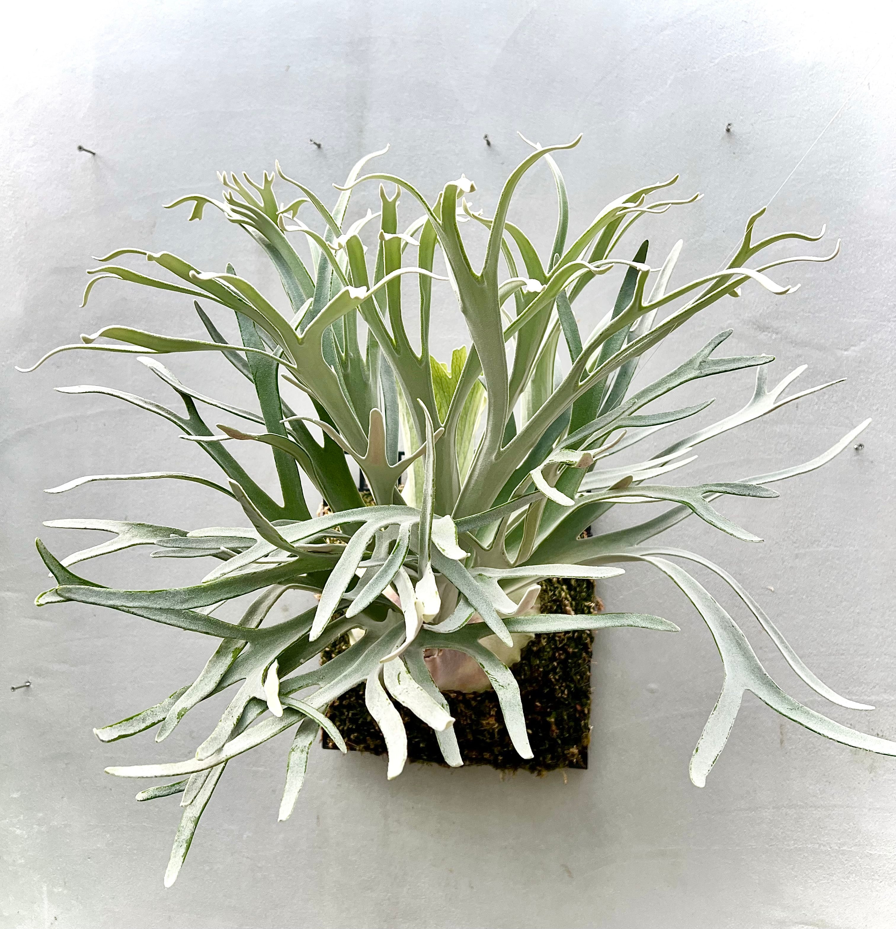 【nakaビカクシダまとめ商品】 vandaka plants