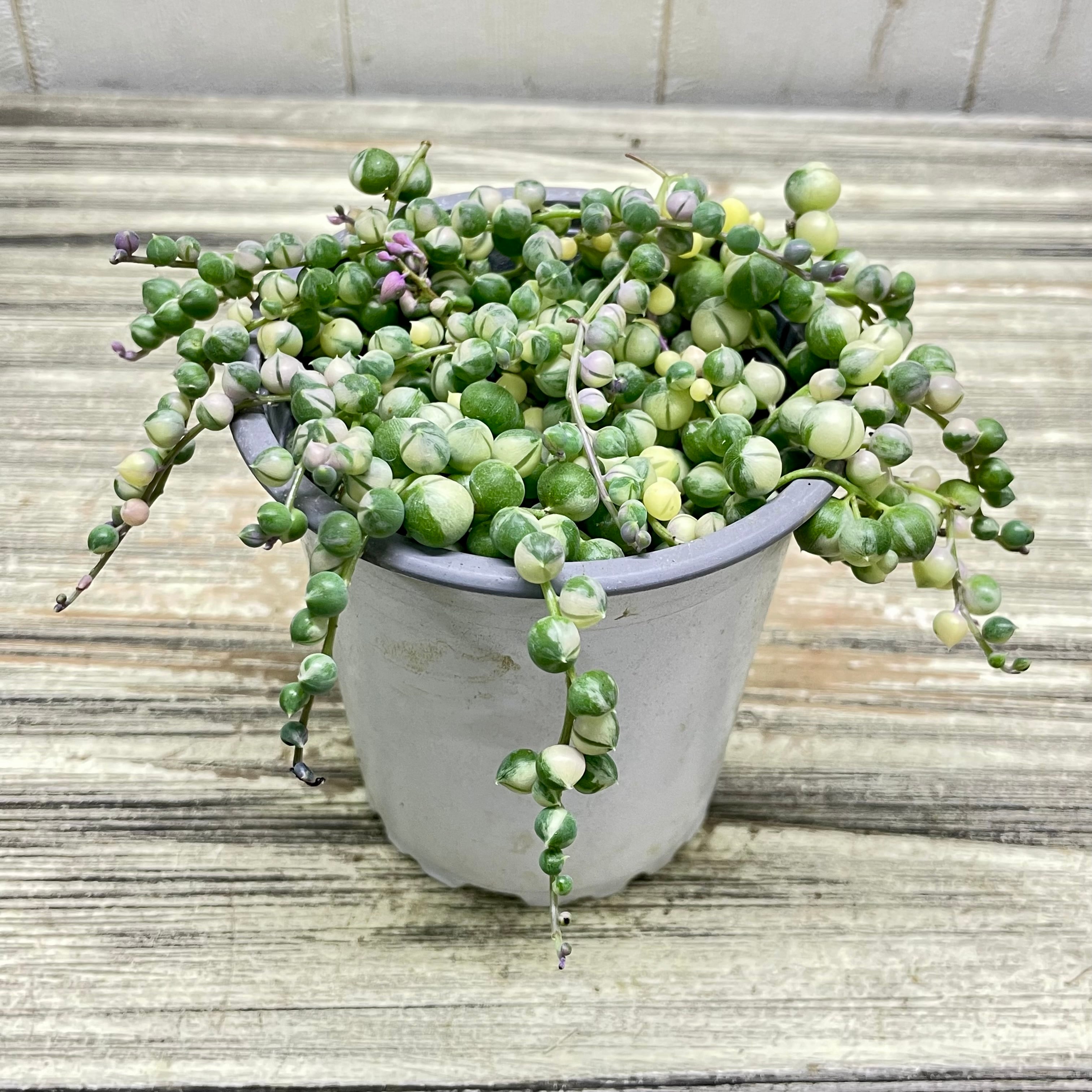 斑入り グリーンネックレス 3号｜小さく飾れる やさしい雰囲気の多肉