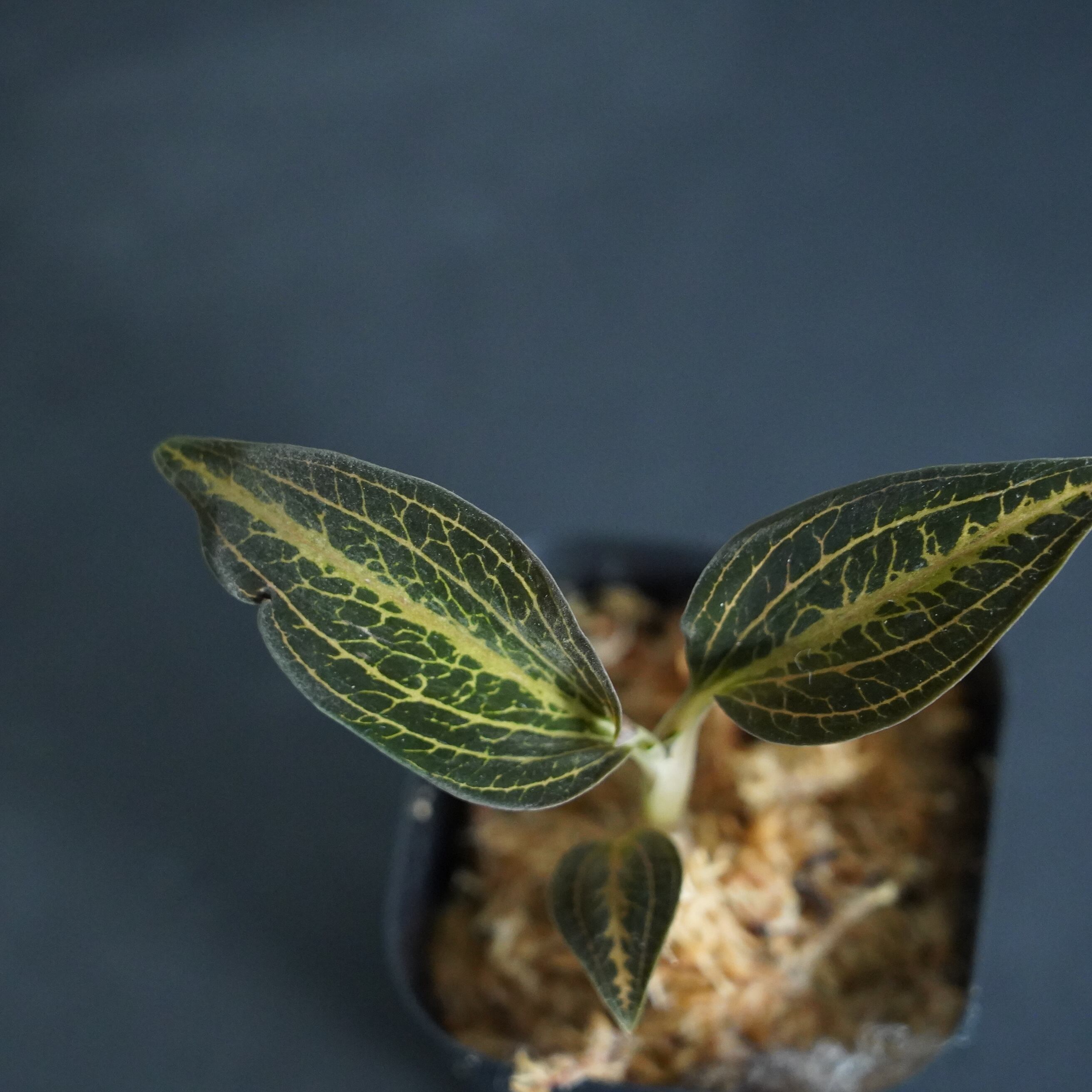 ◇現品◇ドッシニア 'Dominyi Judy' 【ジュエルオーキッド宝石蘭