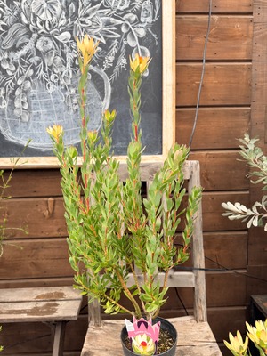 リューカデンドロン　サマーフレーム④