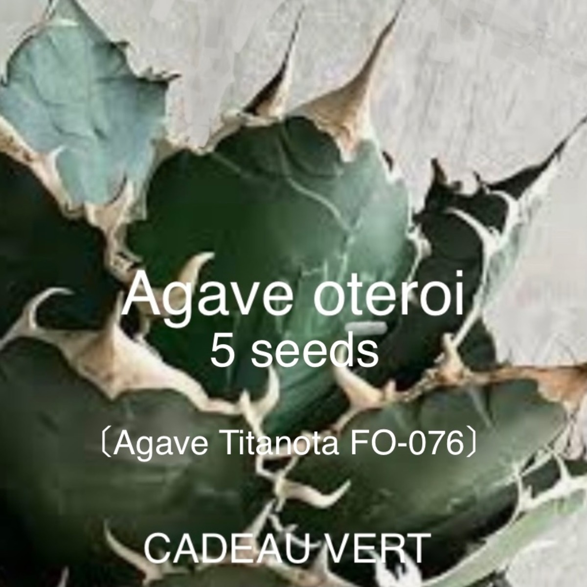 3ff9eca13126bd92f101add6a901dd  