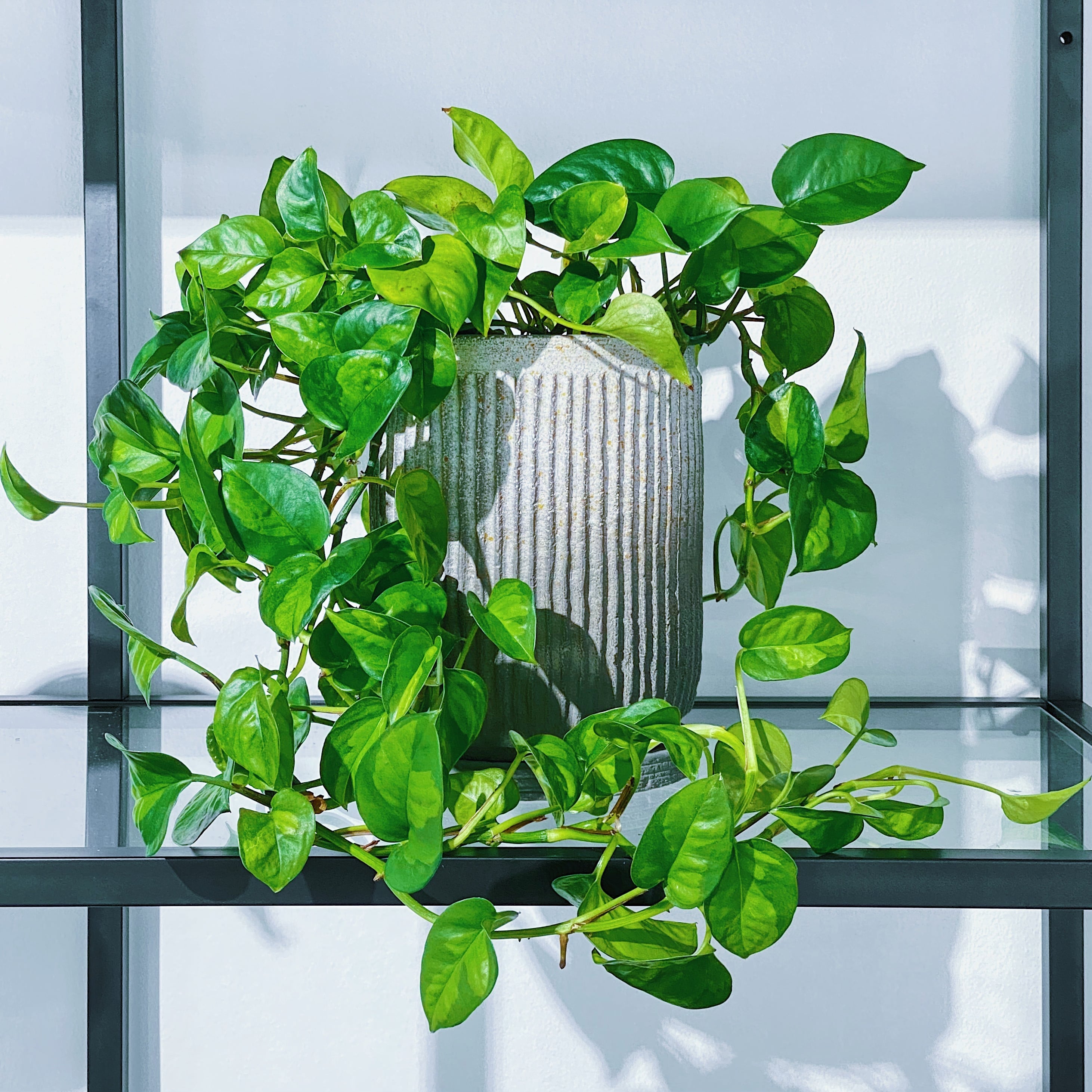 ポトス・グローバルグリーン Pothos Epipremnum pinnatum 'Global ...