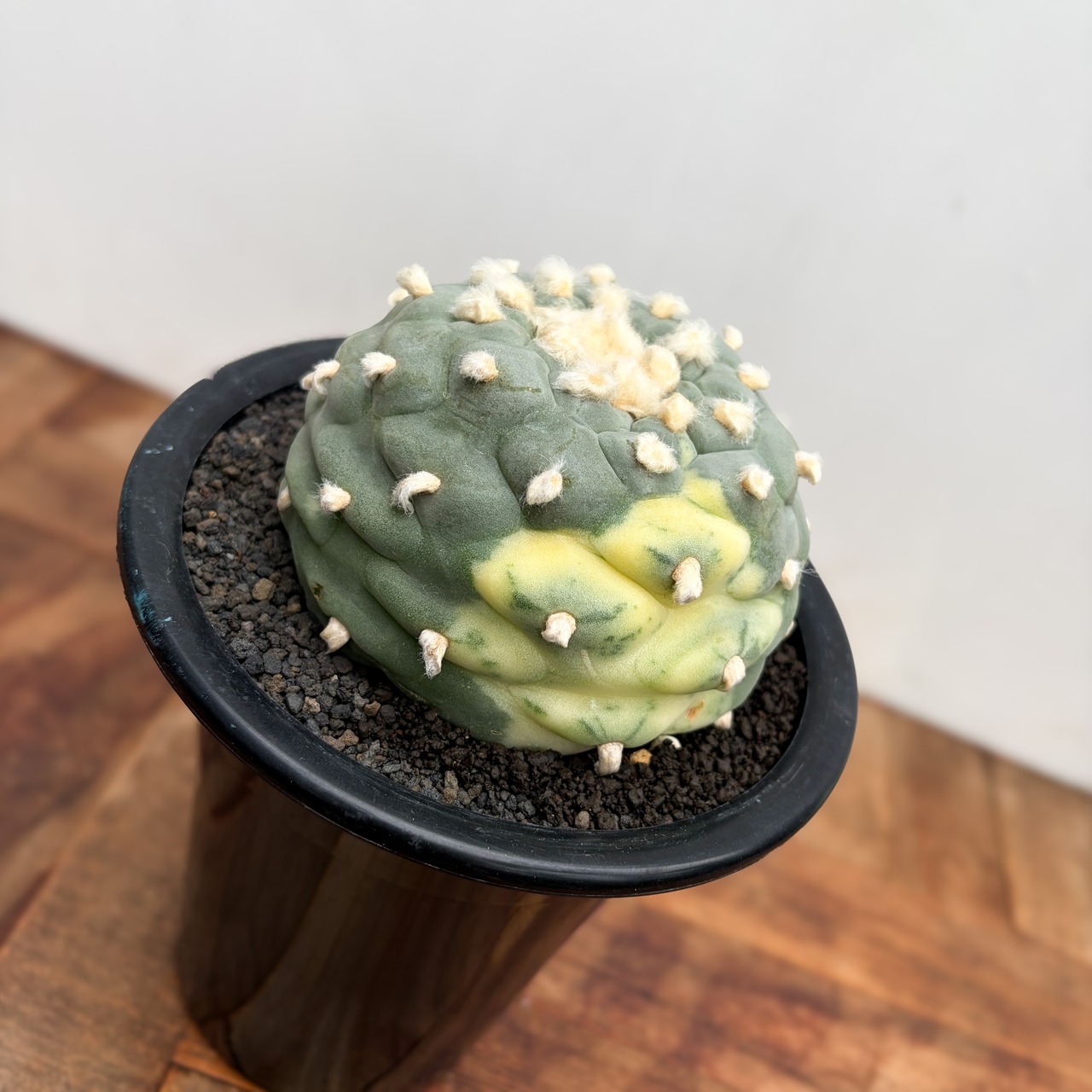 Lophophora diffusa variegata【ロフォフォラ・翠冠玉錦】