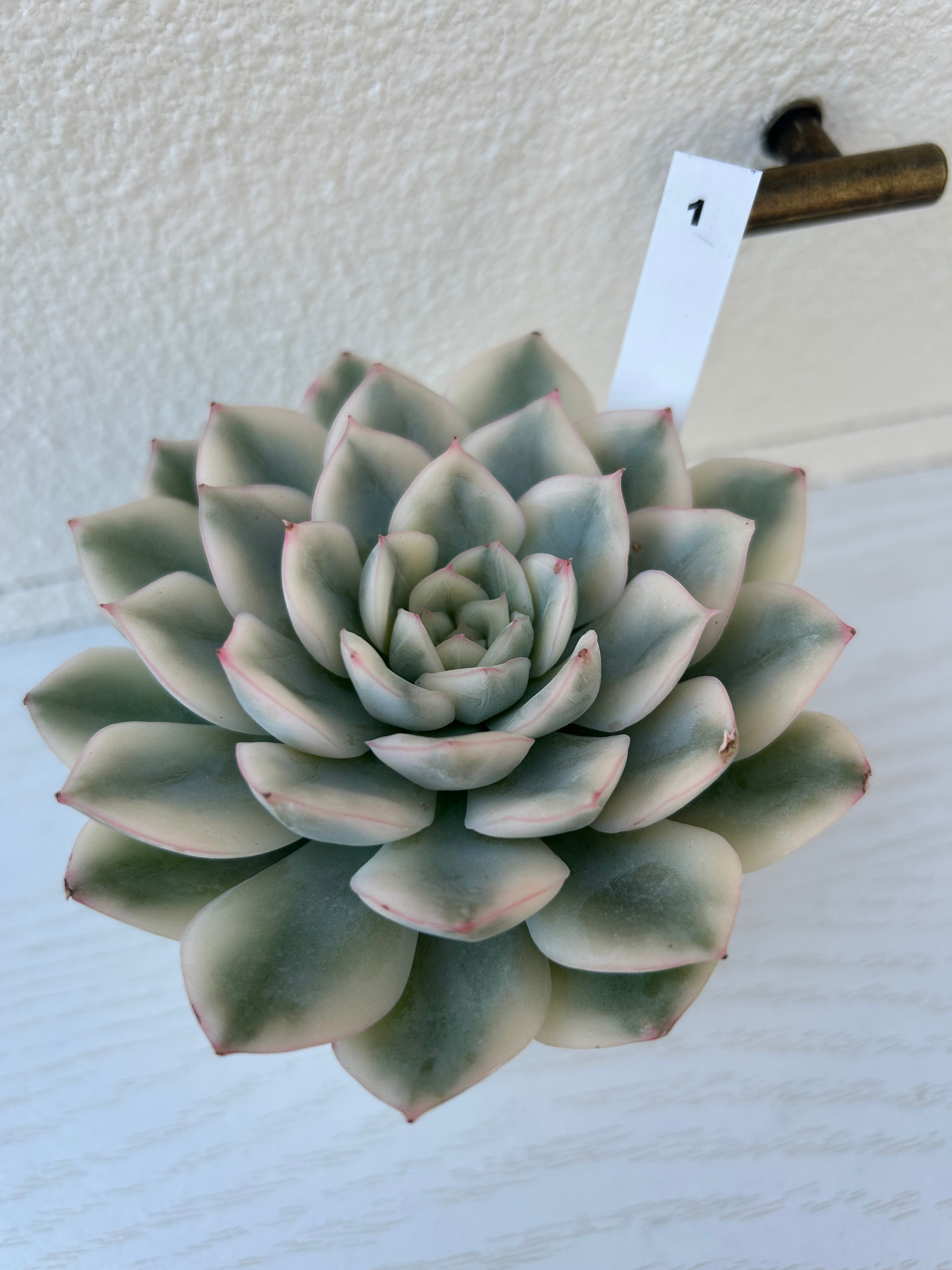 キメラ錦  カット苗 キメラ錦 | E-TANIKU（イータニク）