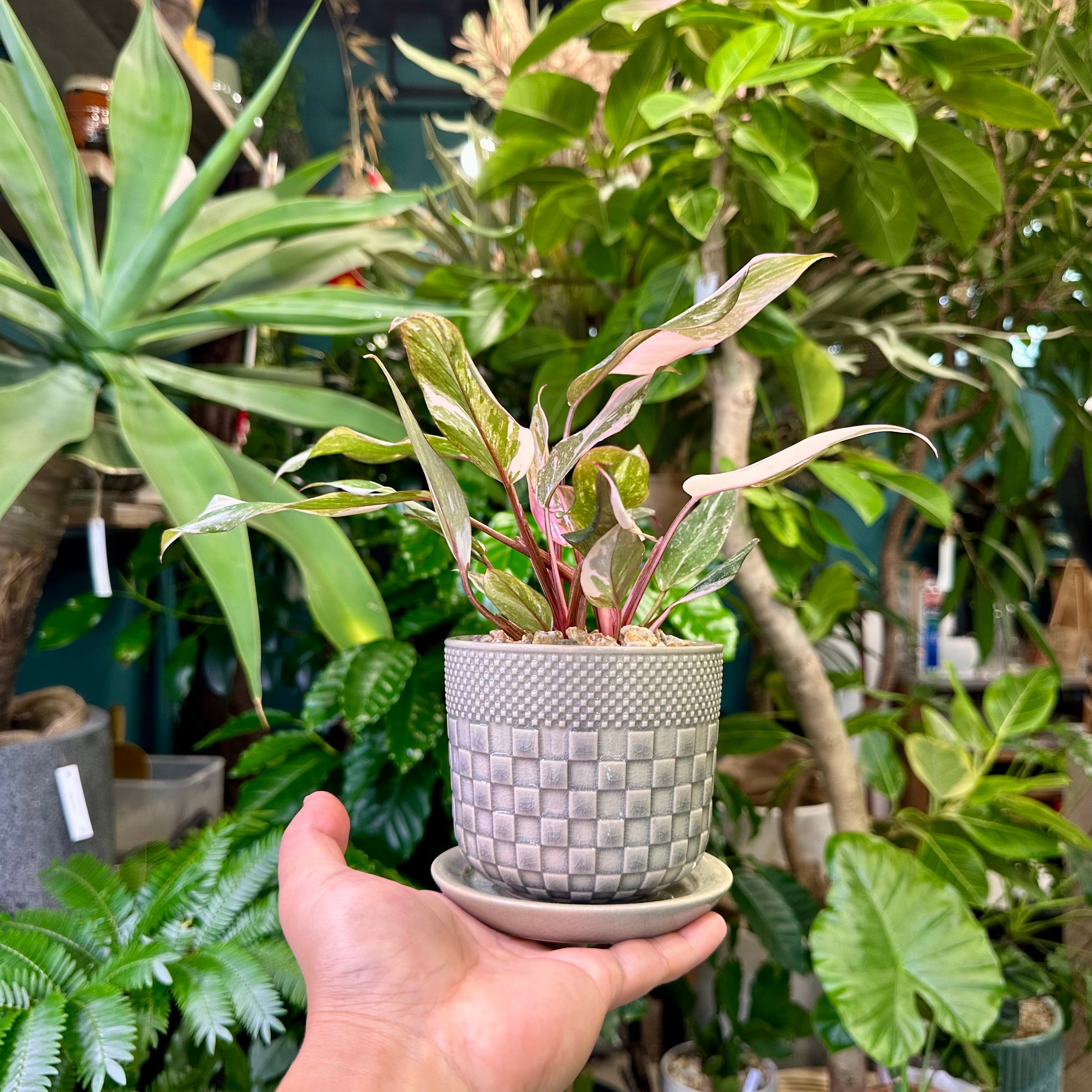 フィロデンドロン・ピンクプリンセスマーブル | barrelplants_BONSAI