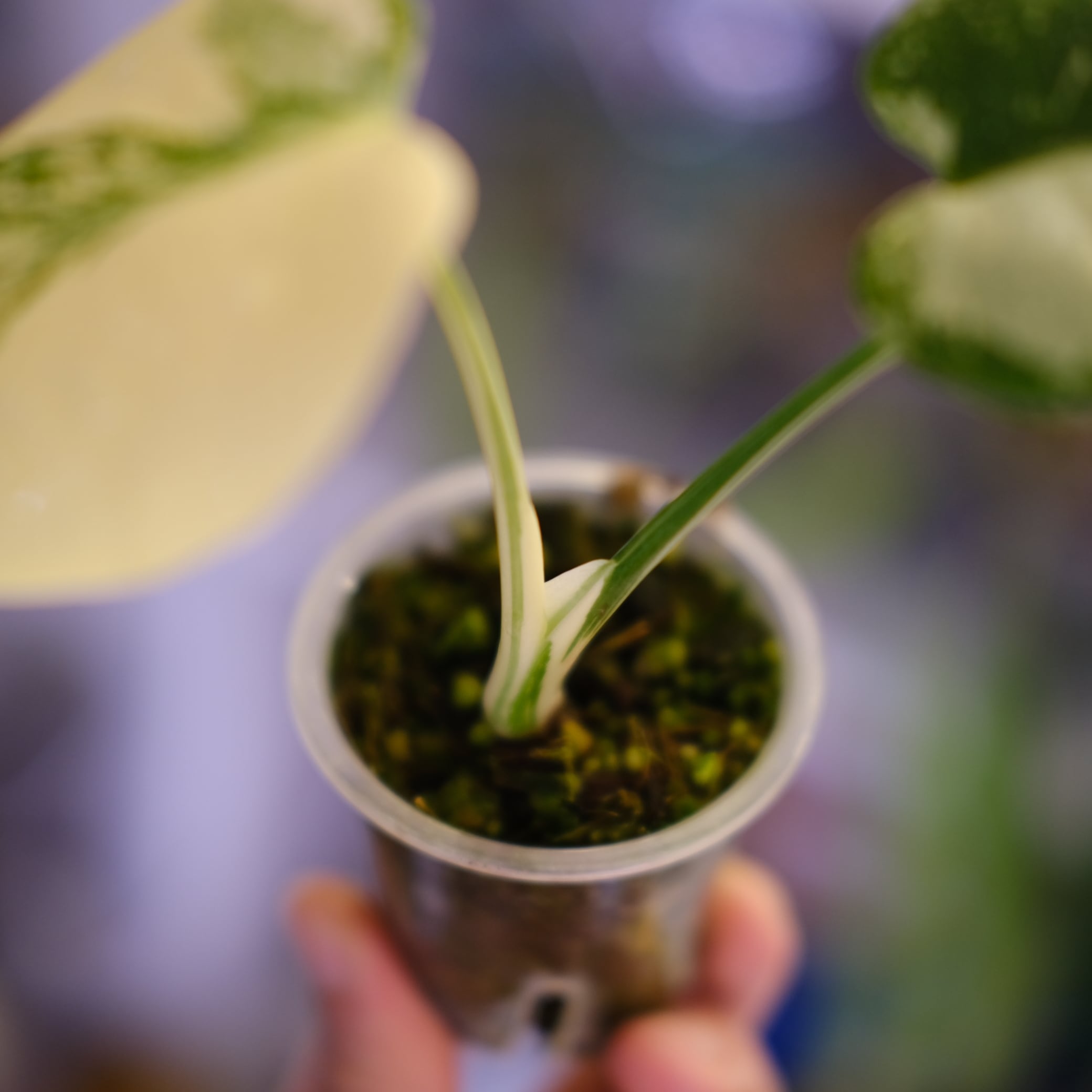 モンステラ・レガシー│Monstera deliciosa 'Legacy'⑨│観葉植物