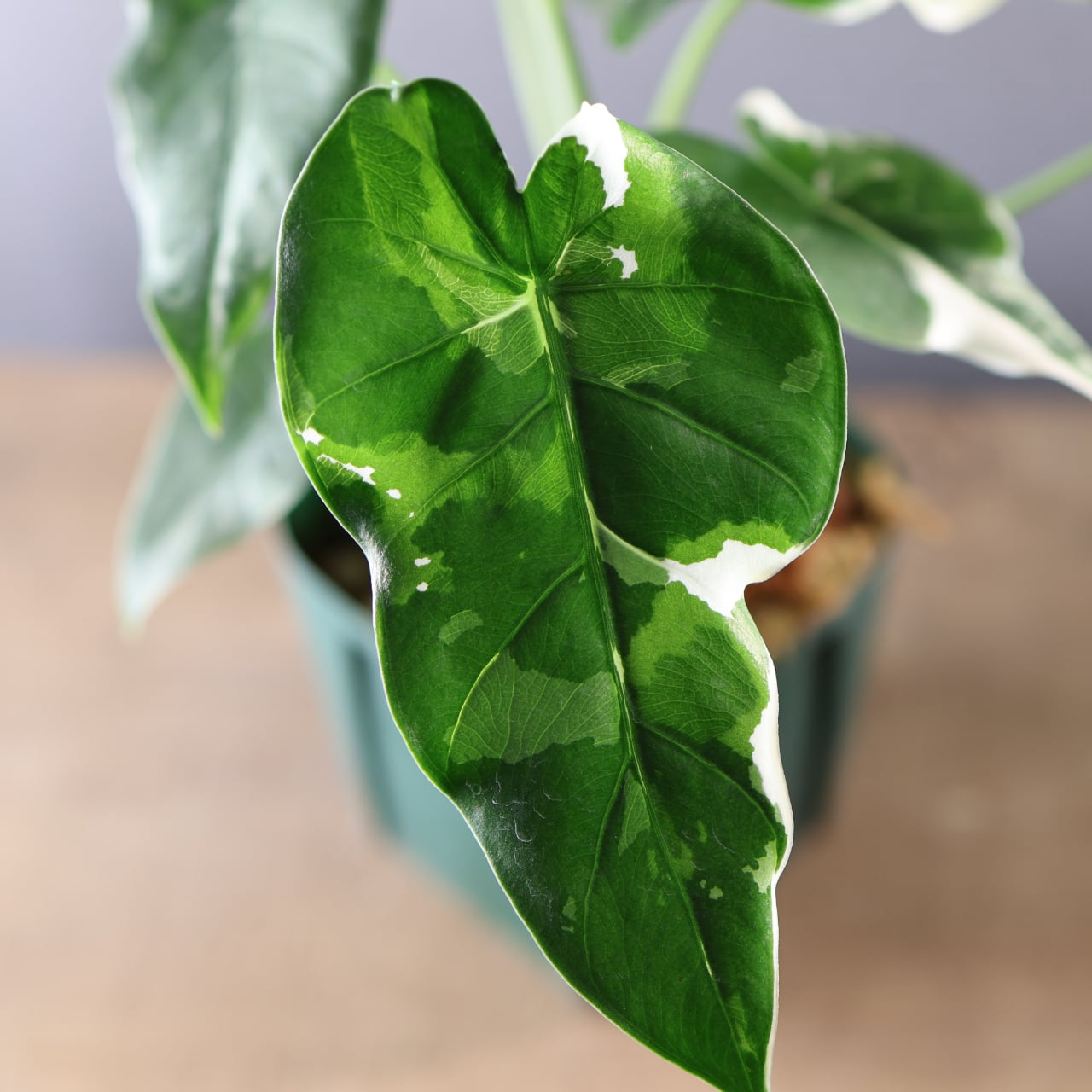 575『斑入り クワズイモ』観葉植物【送料無料】 | MARX PLANTS | 観葉