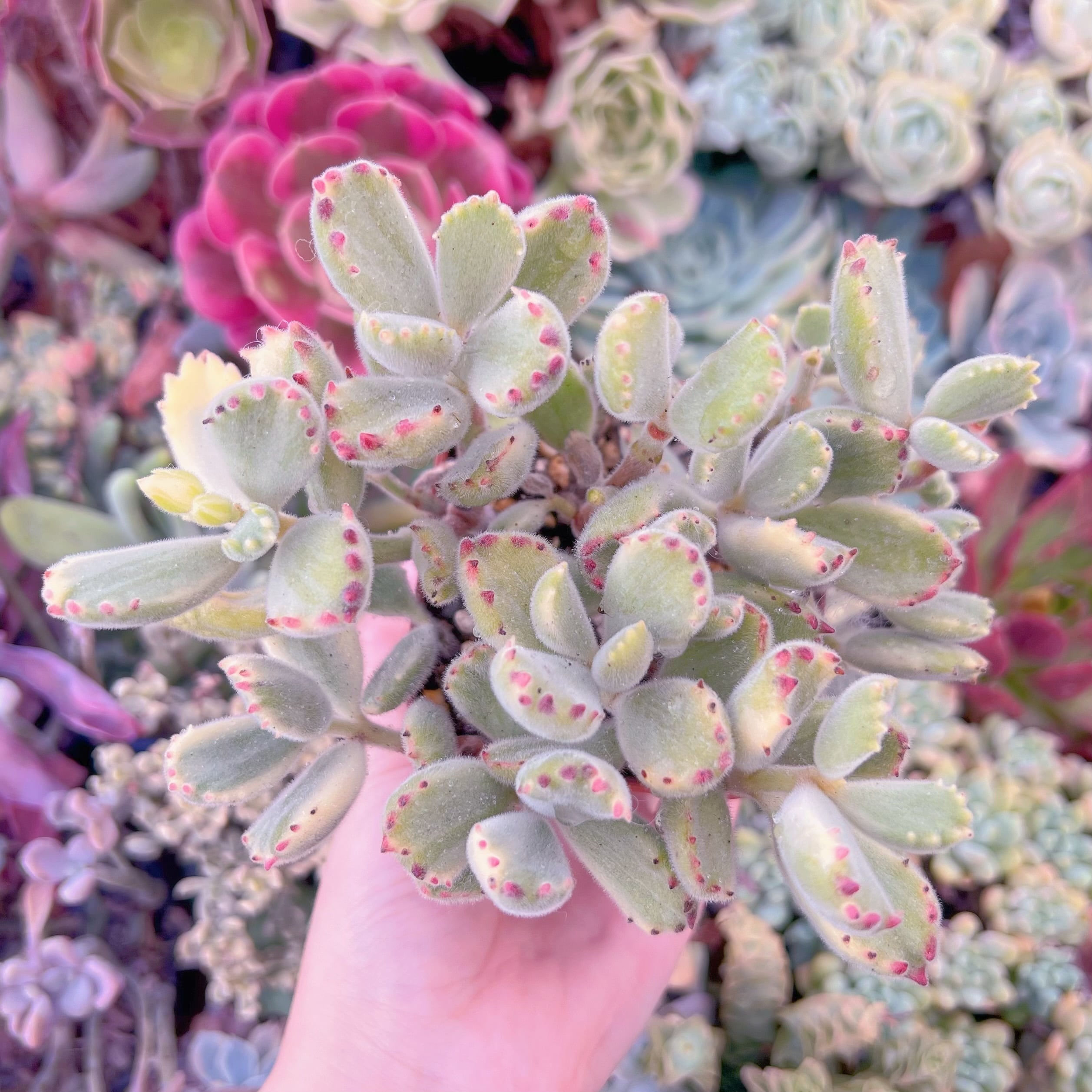 現品　白熊#F098　るる農園