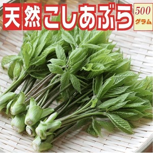 早期予約受付中 天然山菜 山菜の女王　こしあぶら/５００ｇ 自然の恵み　限定予約販売　山形県飯豊連峰便 送料無料
