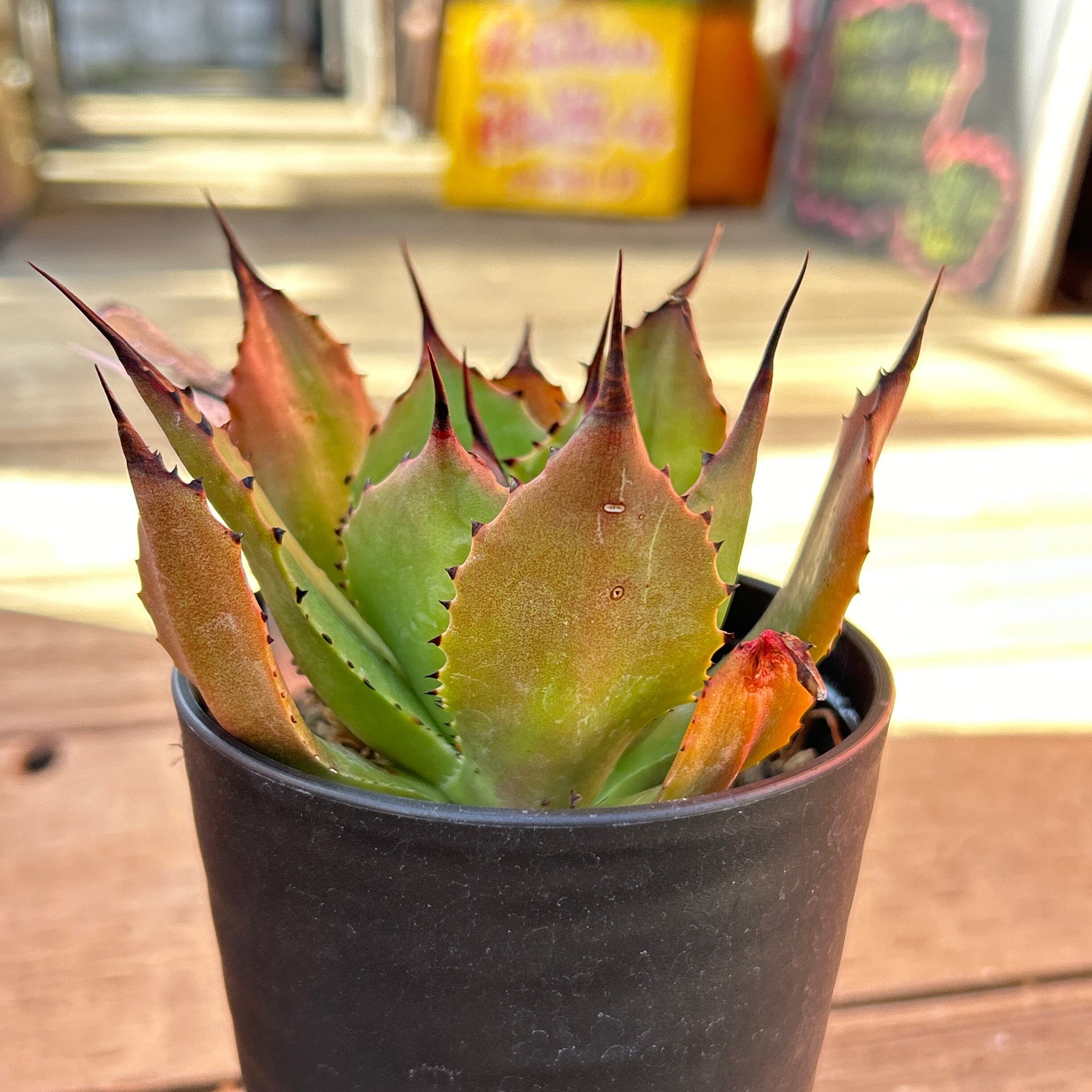 H) アガベ マグニフィカ | Pay ID